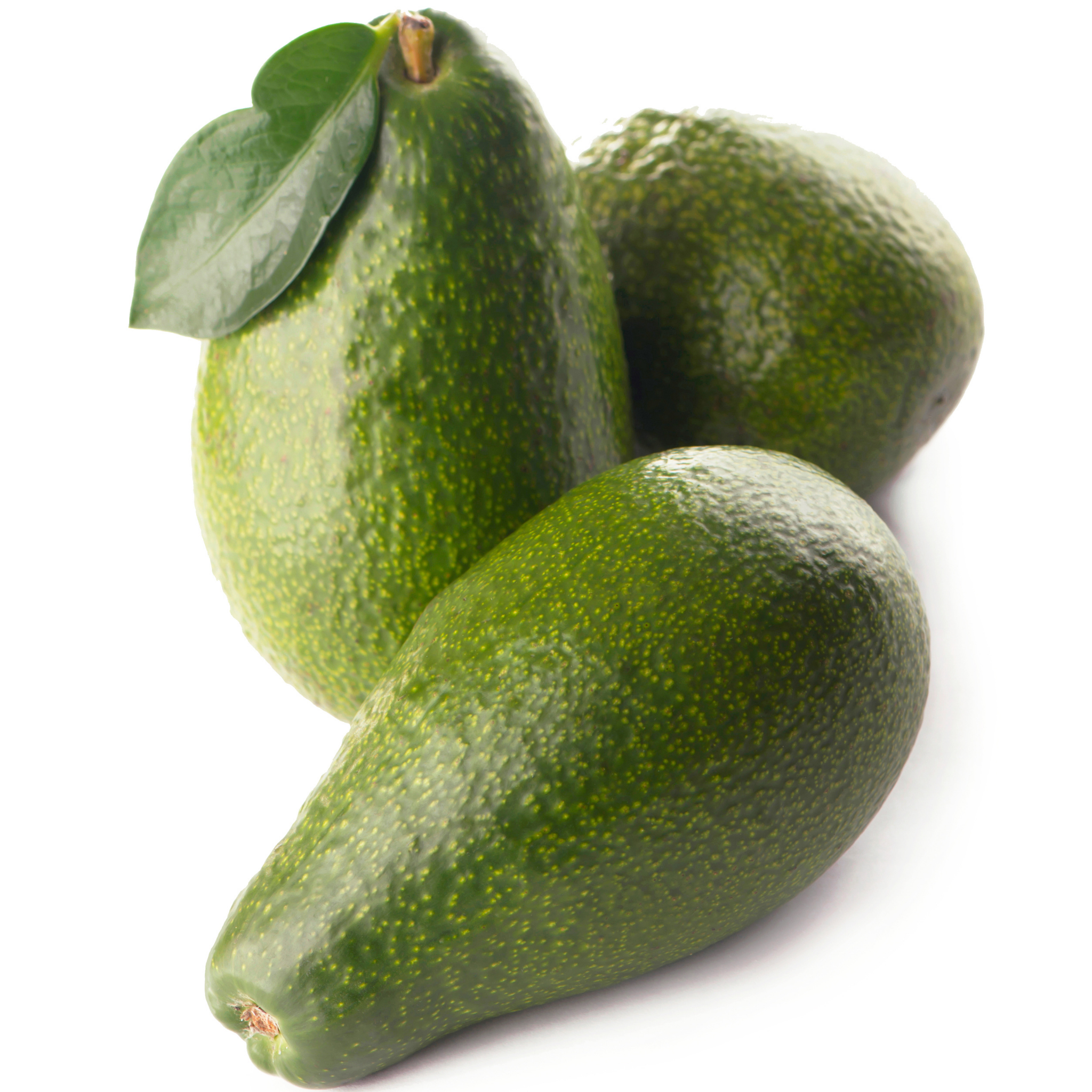 Jala Avocado Tree - Persea americana 'Jala'