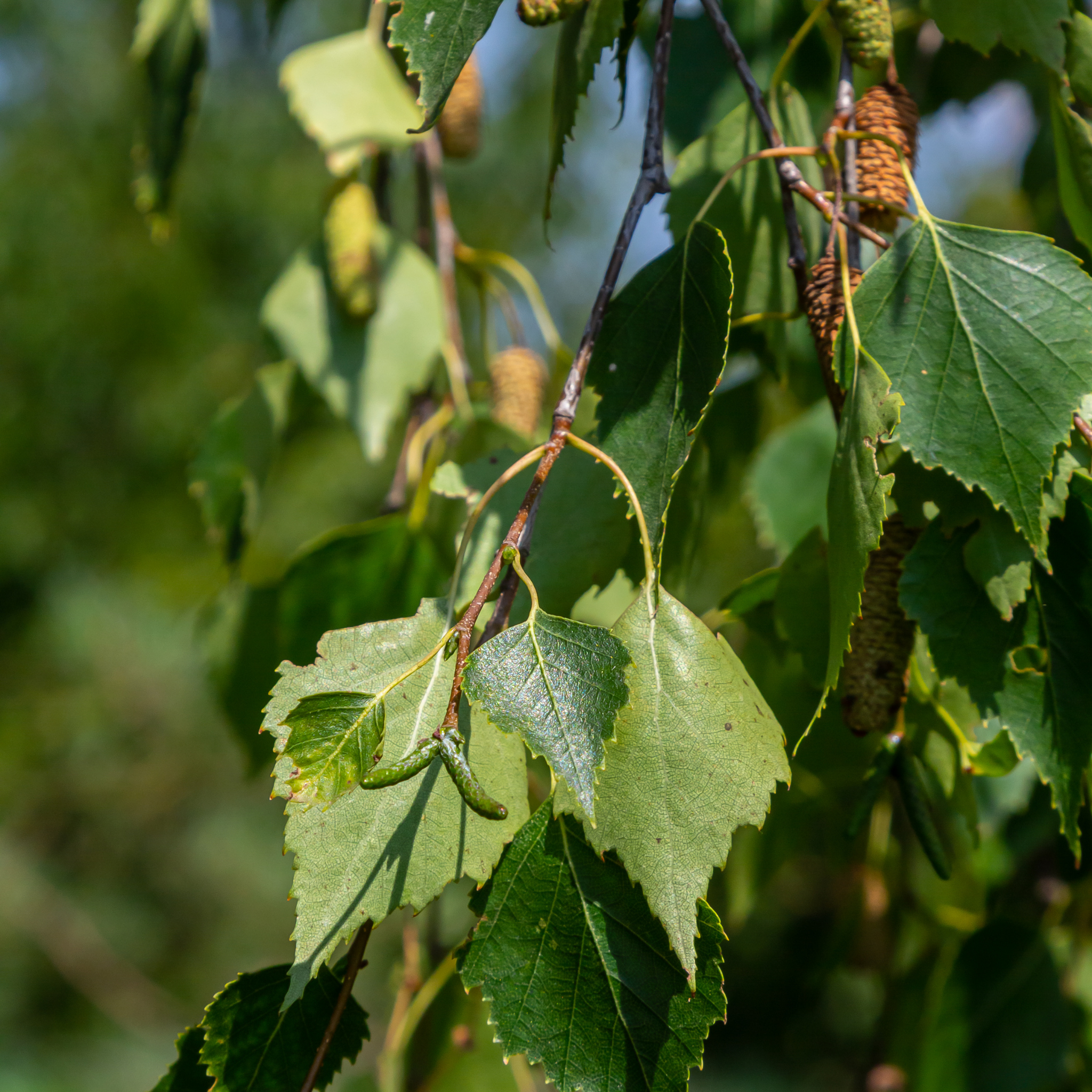 Close-up of green leaves and catkins on a tree branch with a blurred natural background.