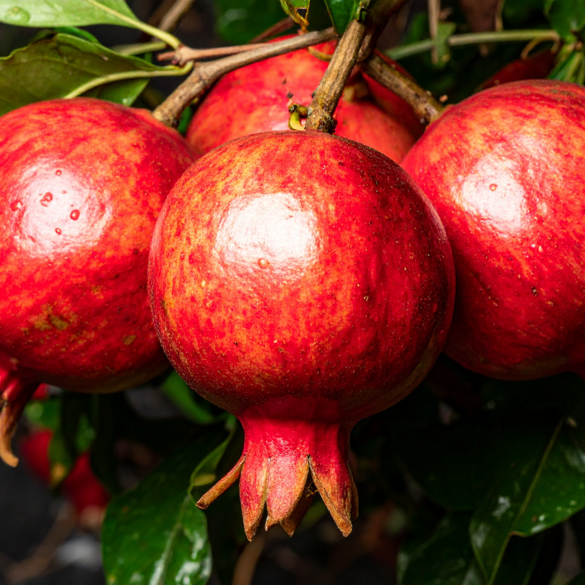 Pomegranate Tree - Punica granatum Wonderful