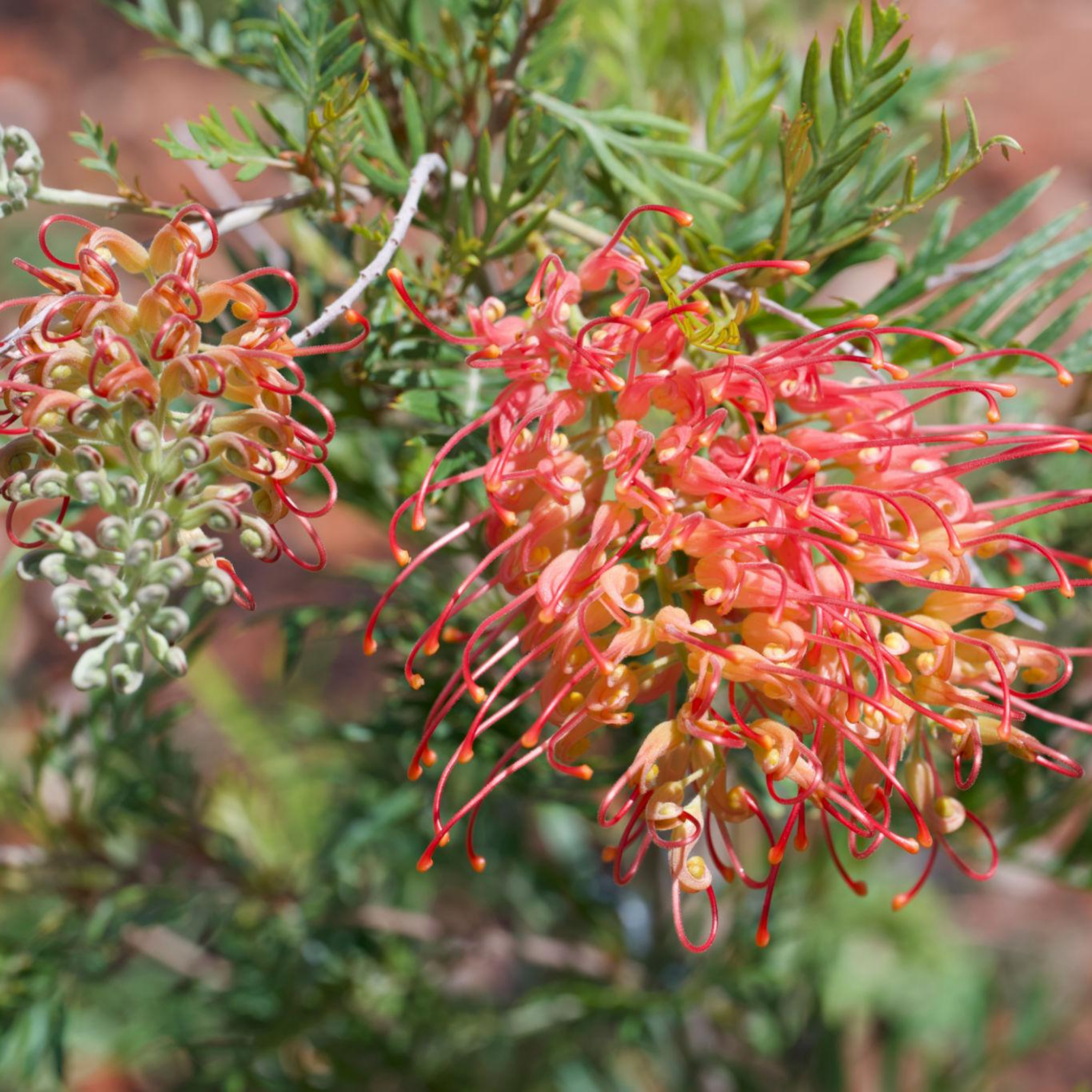 Grevillea 'Ned Kelly' - Grevillea banksii bipinnatifid Ned Kelly