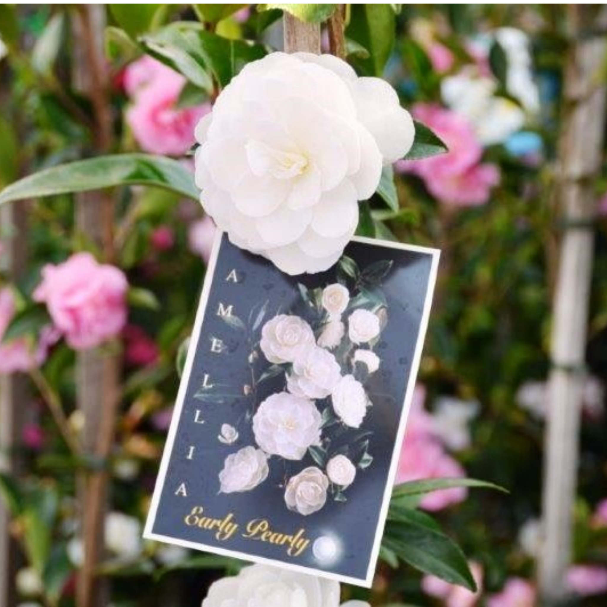 Camellia Early Pearly - Camellia sasanqua Early Pearly