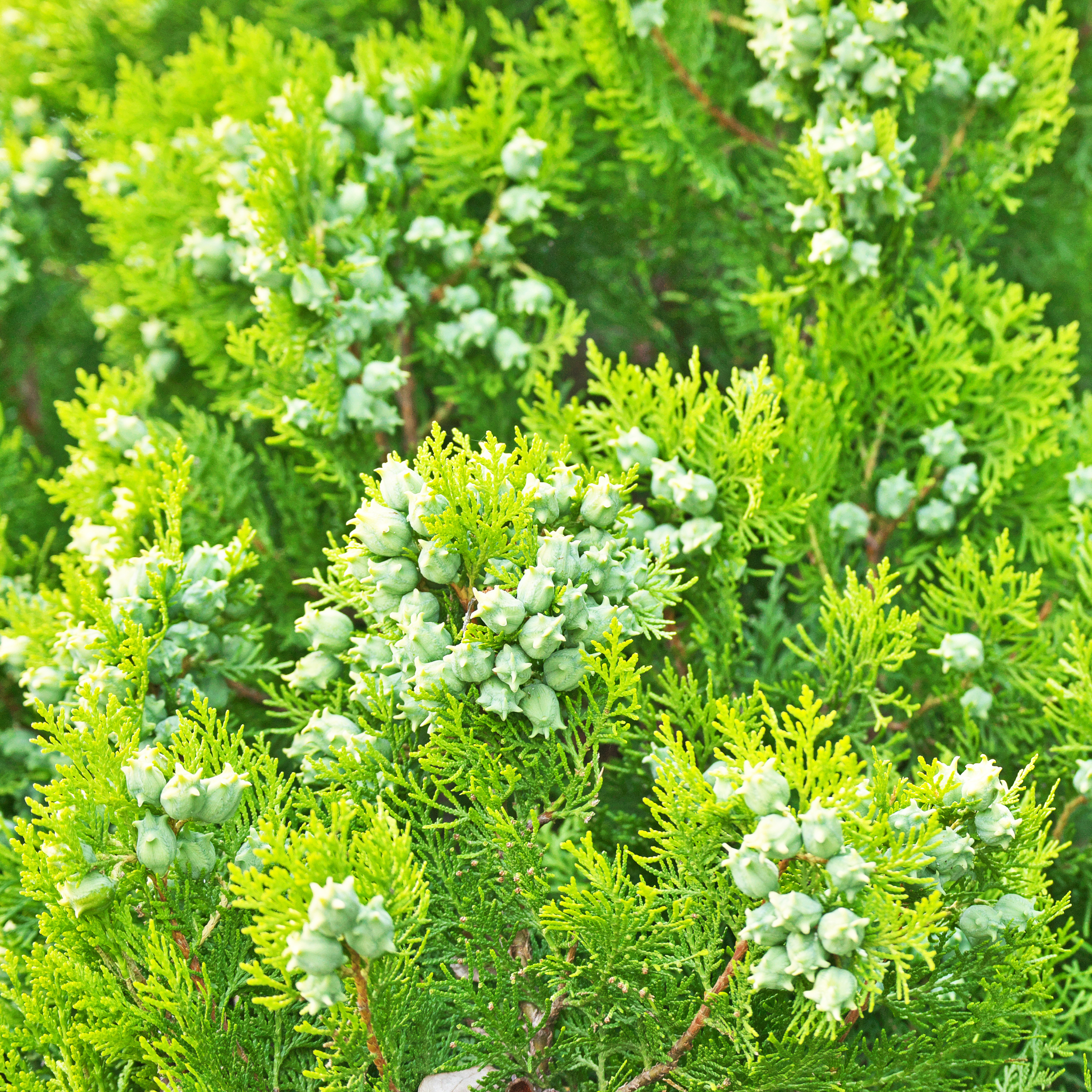 Golden Dwarf Biota - Thuja orientalis Nana Aurea