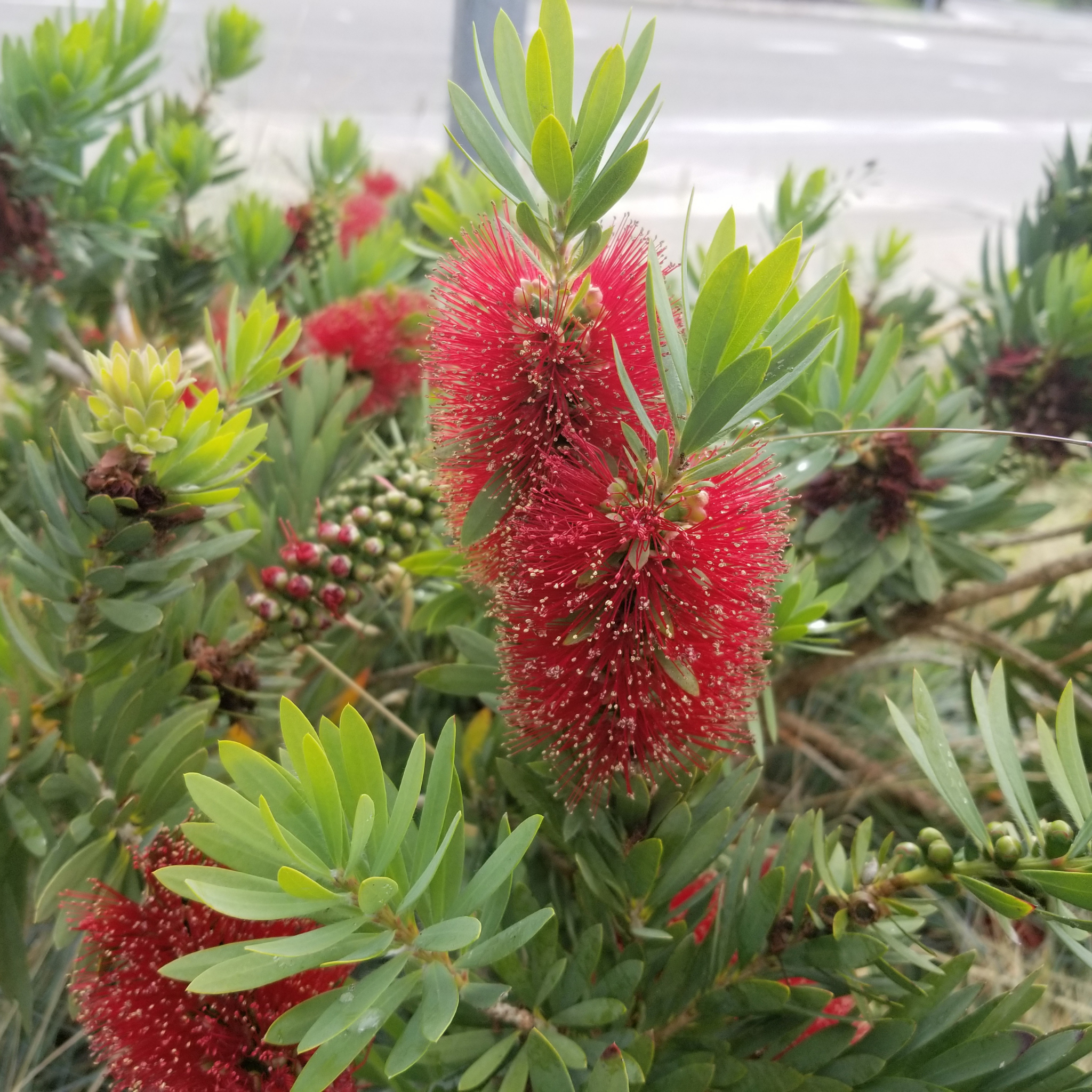 Weeping Bottlebrush Hannah Ray - Callistemon viminalis 'Hannah Ray'