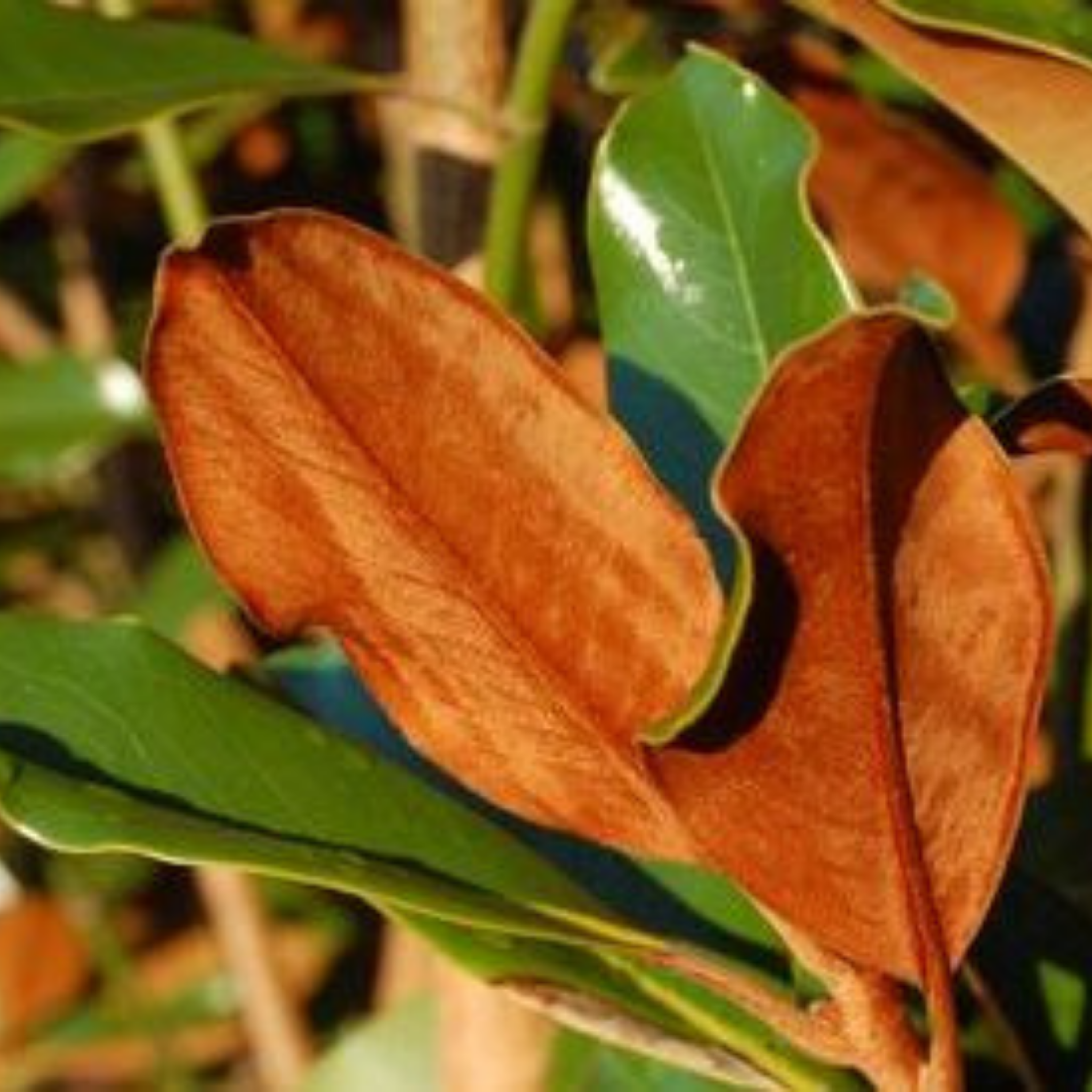 Magnolia Kay Paris - Magnolia grandiflora Kay Parris