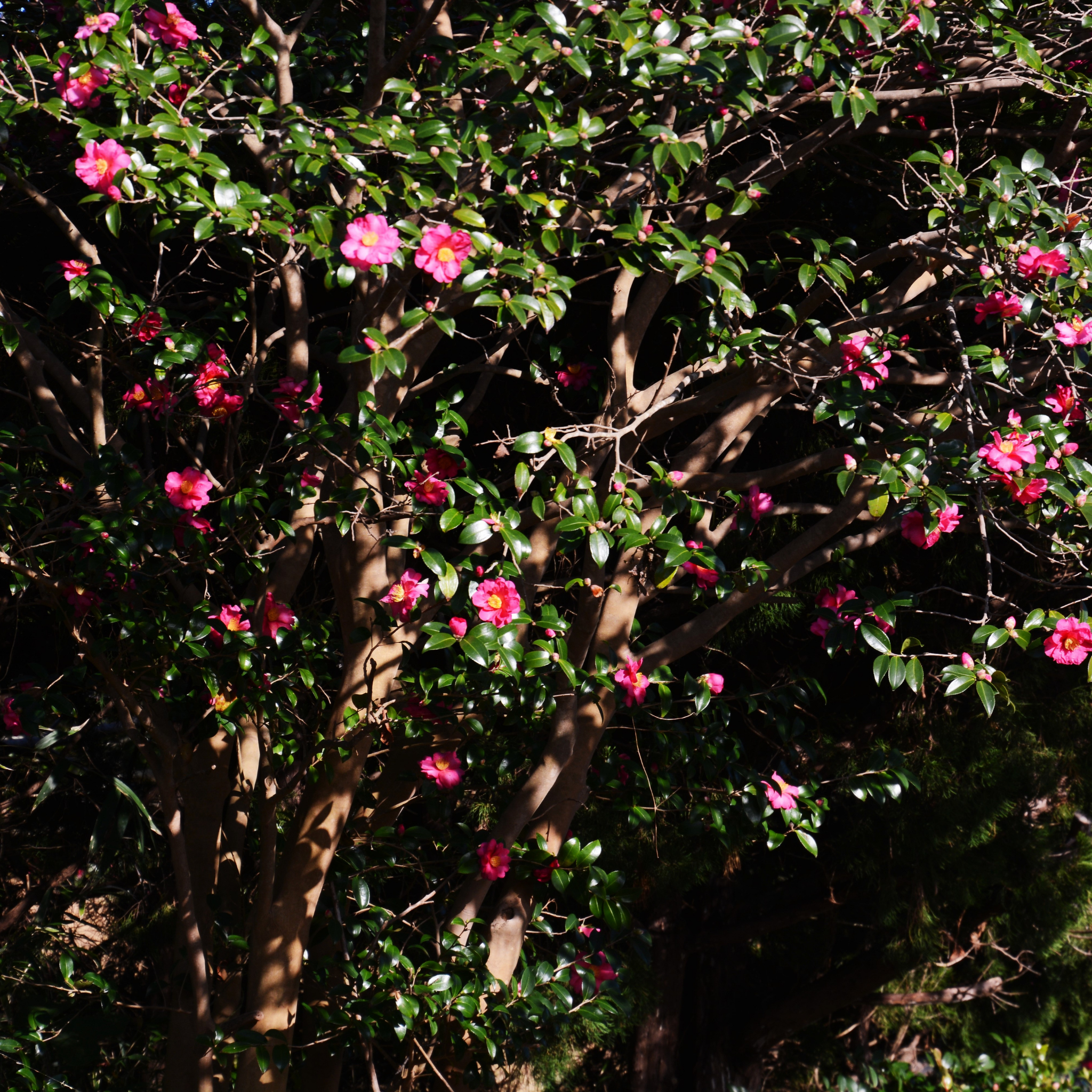 Camellia sasanqua Assorted