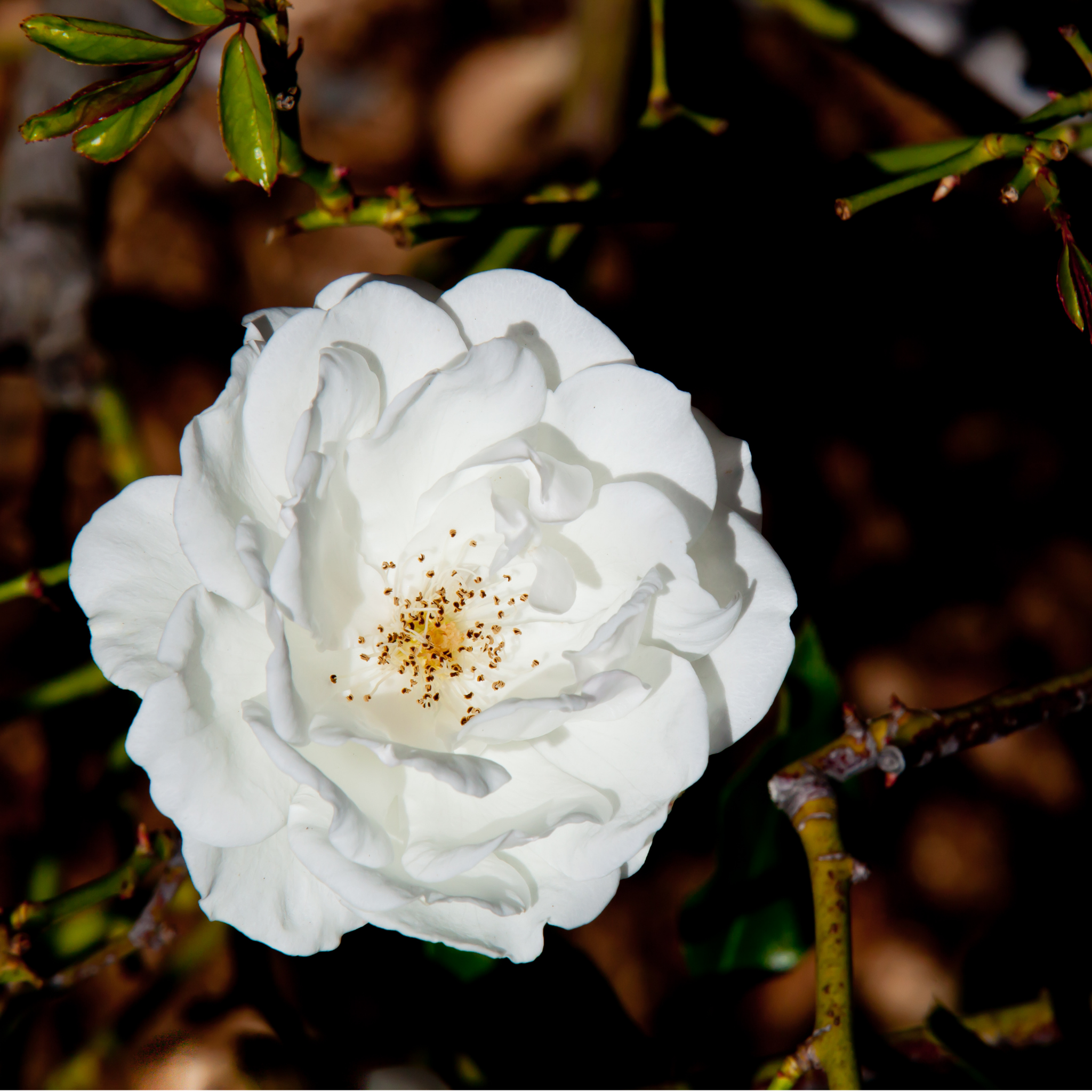 Iceberg Floribunda Rose - Rosa Iceberg