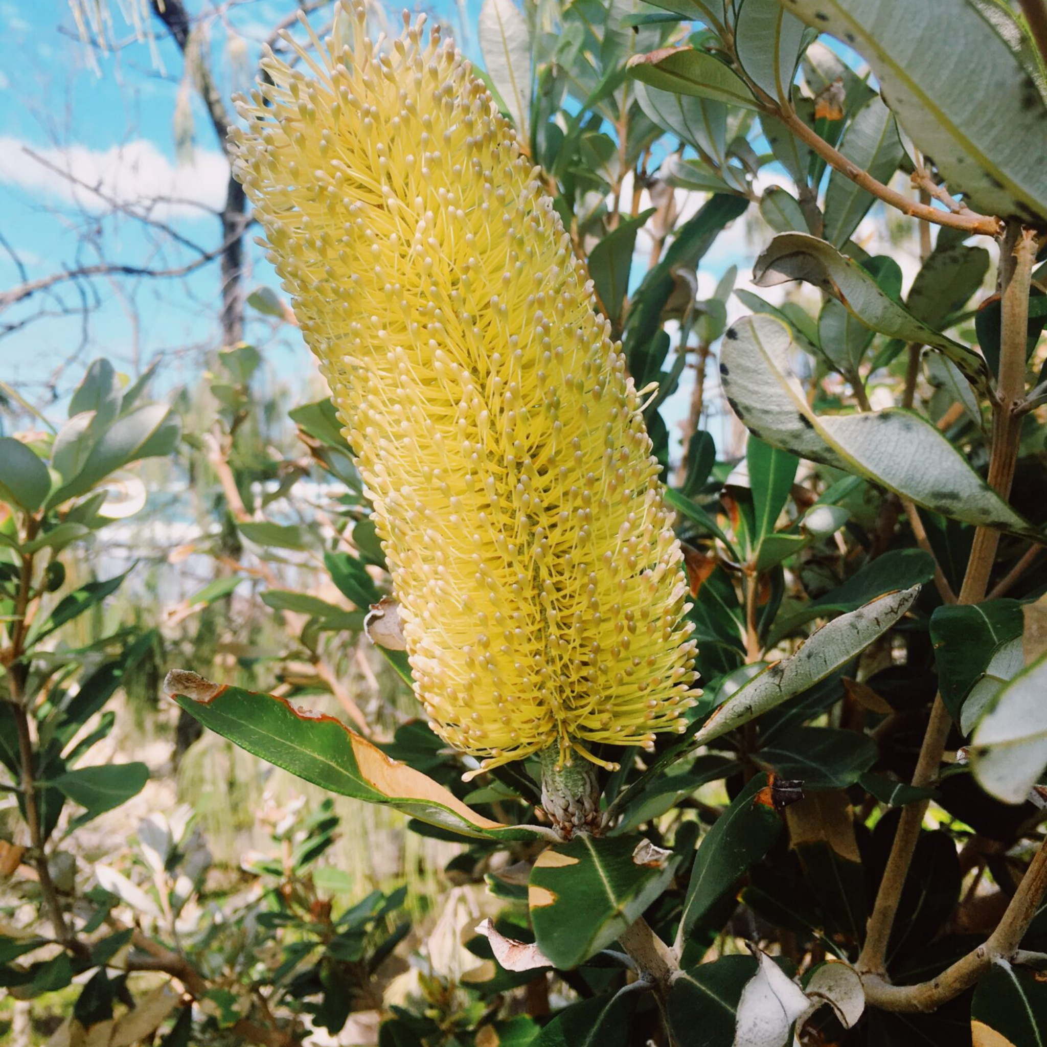 Close-up of a yellow flower with green leaves in the background