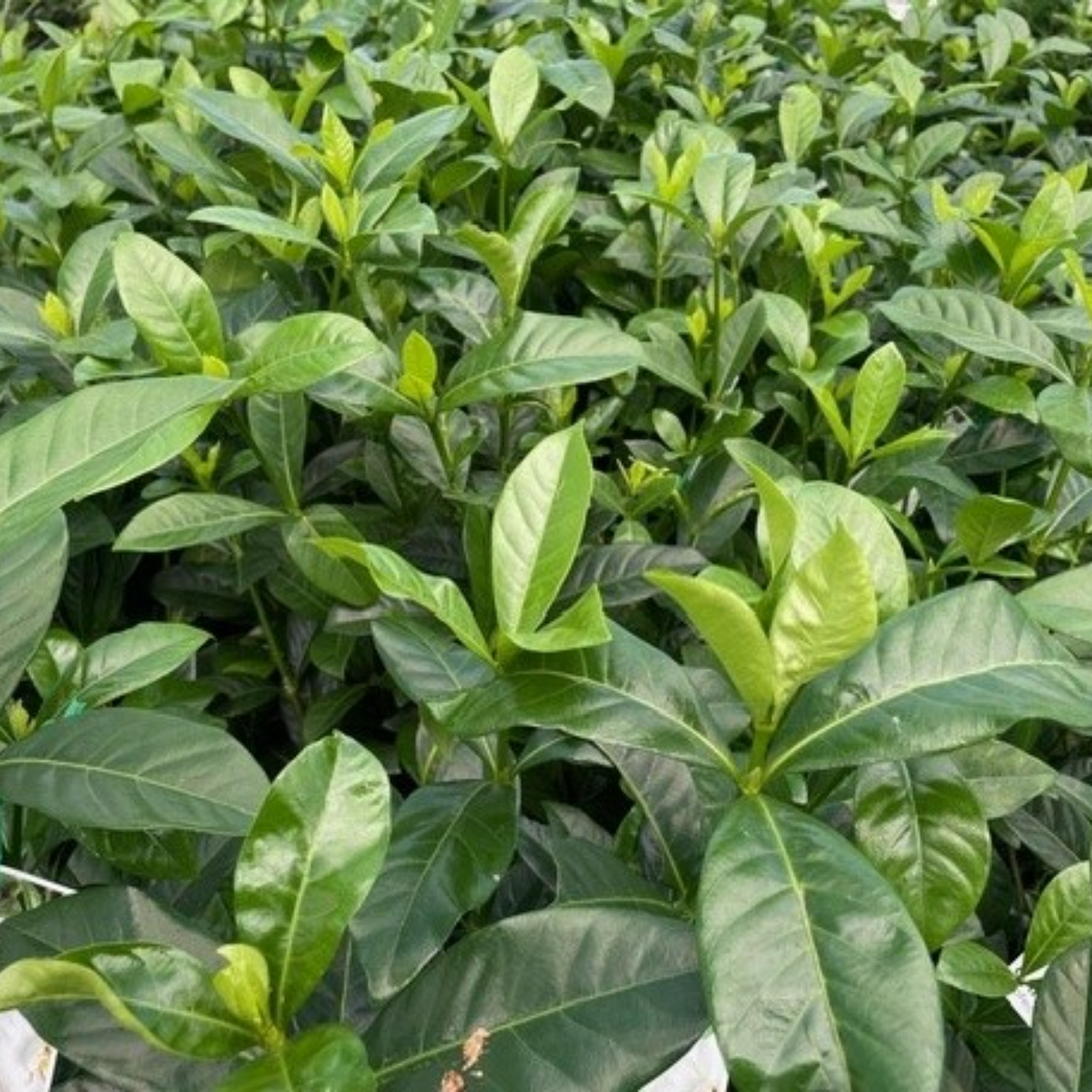 Fragrant Gardenia augusta Professor Pucci - Gardenia augusta Professor Pucci