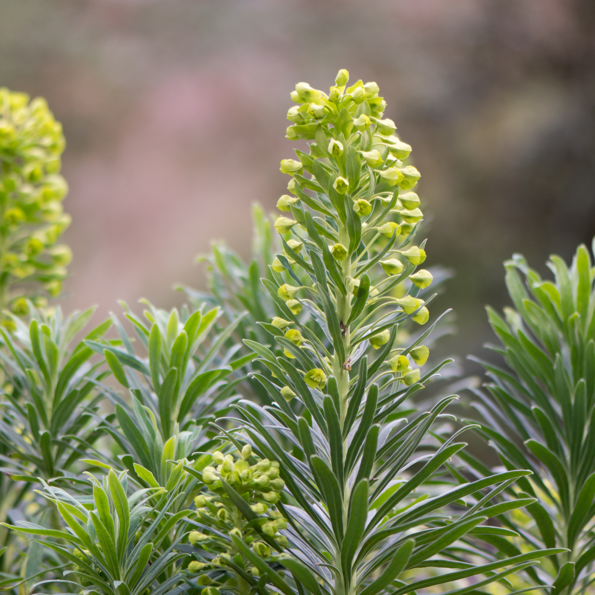 Mediterranean Spurge - Euphorbia characias wulfenii