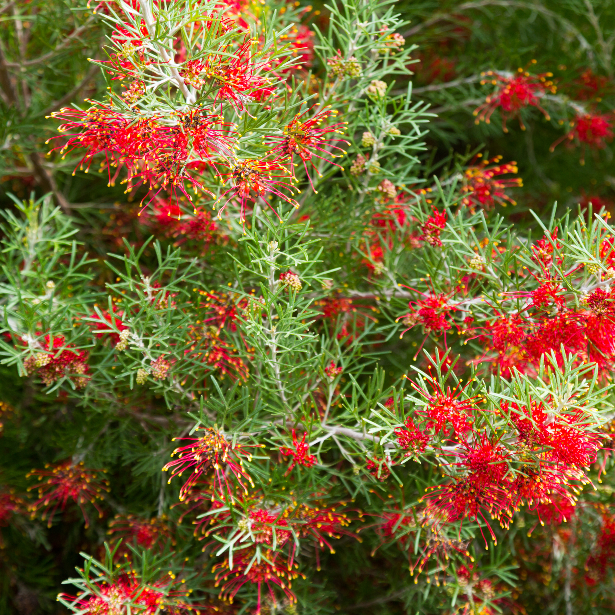 Grevillea Olive 'Red Sunset' - Grevillea olivacea presii Red Sunset