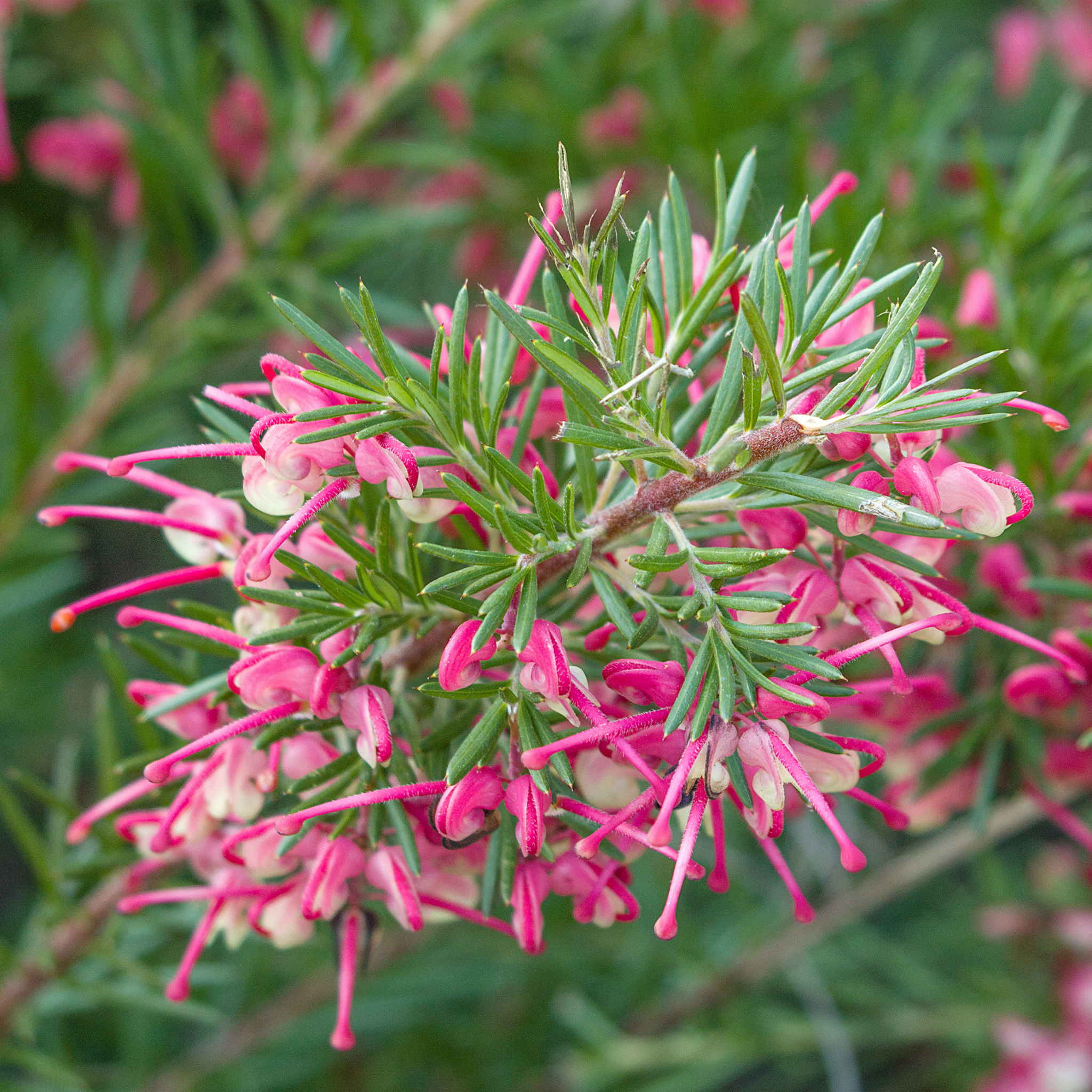Rosemary Grevillea - Grevillea rosmarinifolia