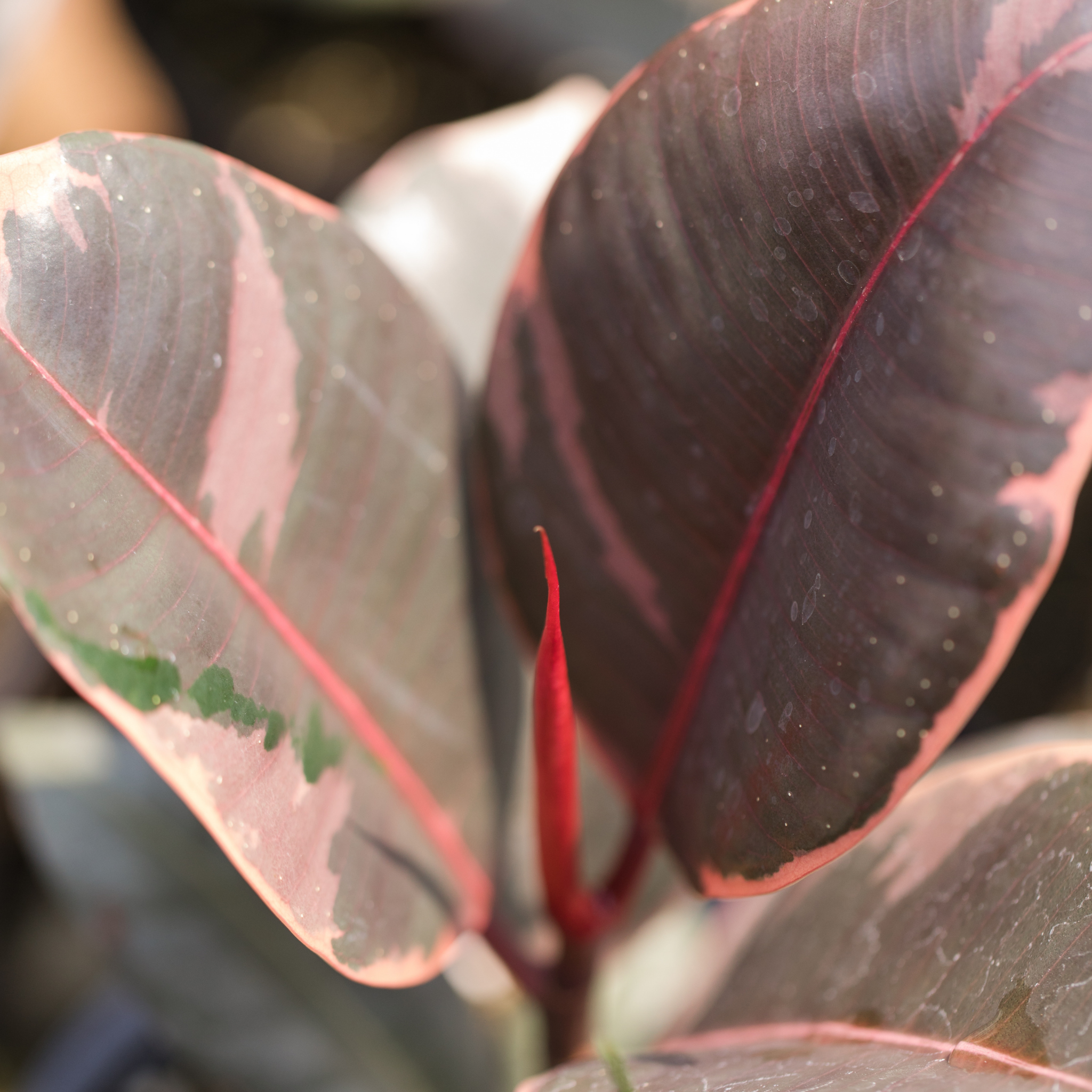 Red Rubber Tree Plant - Ficus elastica Ruby