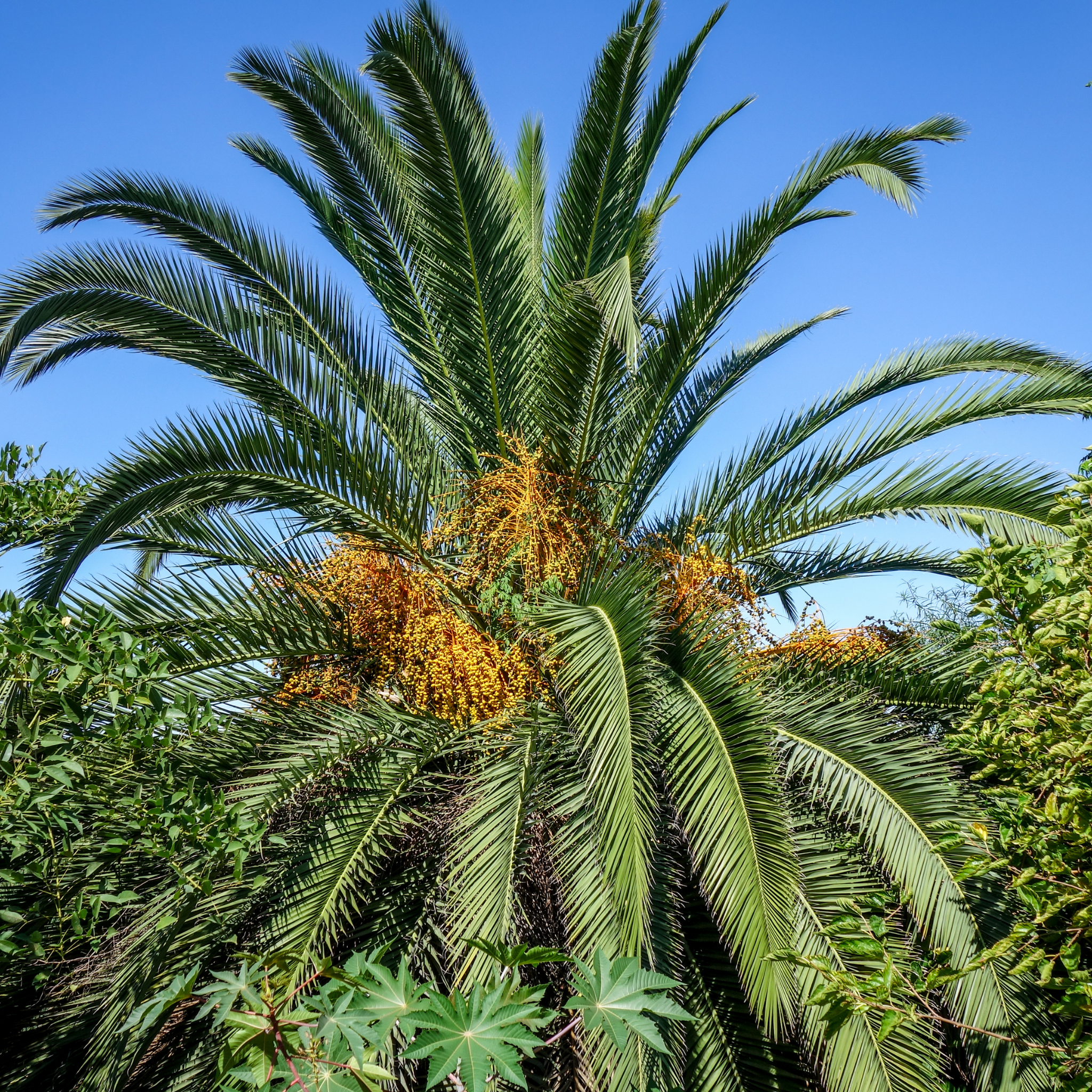 Palm tree with yellow fruits against a clear blue sky