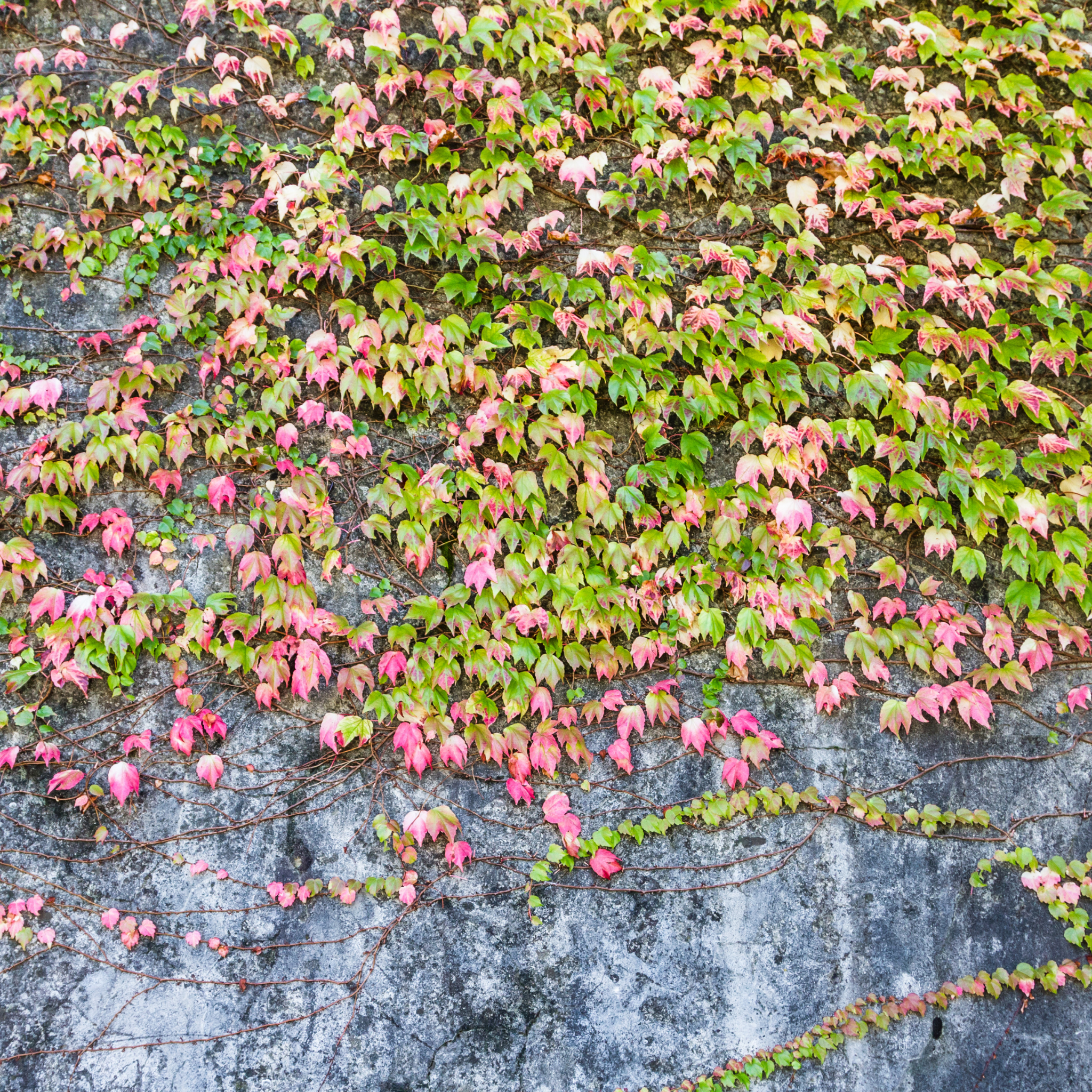Boston Ivy - Parthenocissus tricuspidata