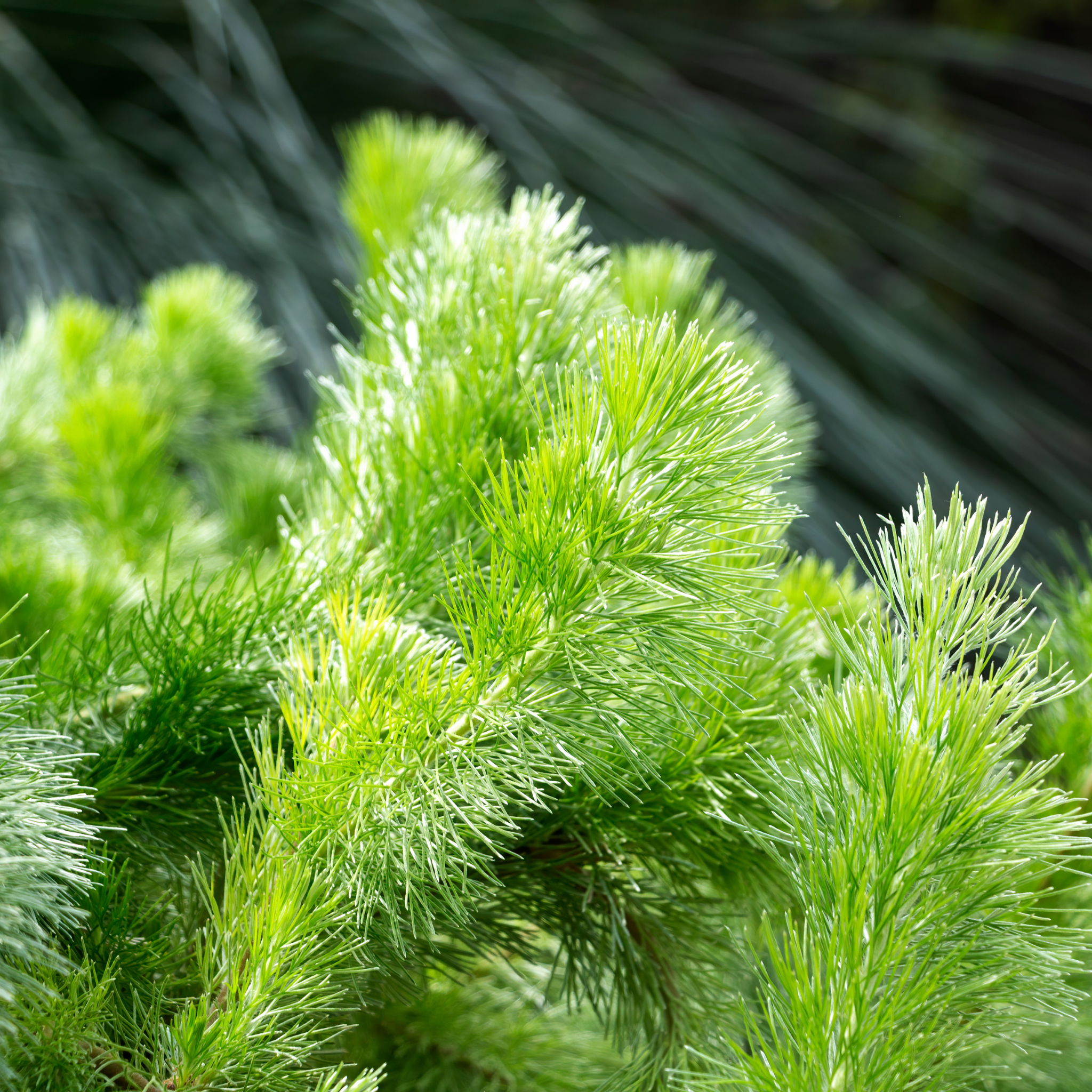 Woolly Bush Silver Sensation - Adenanthos sericeus 'Silver Sensation'