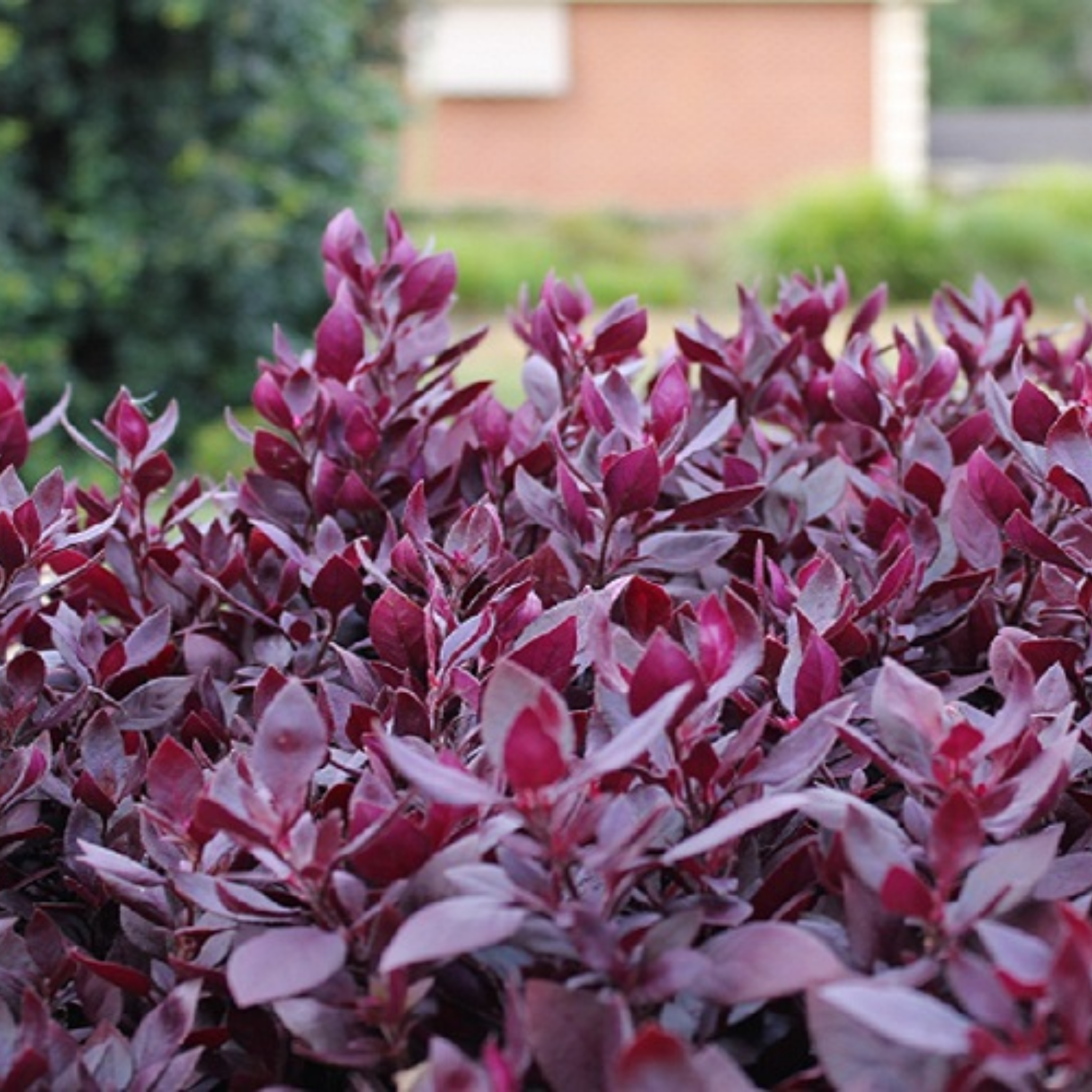 Purple-leaved plant with a blurred background of greenery and a building.