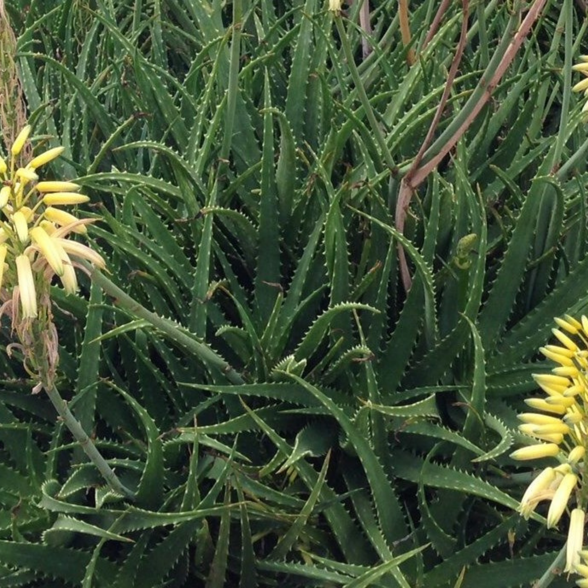 Aloe hybrida Bush Baby Yellow