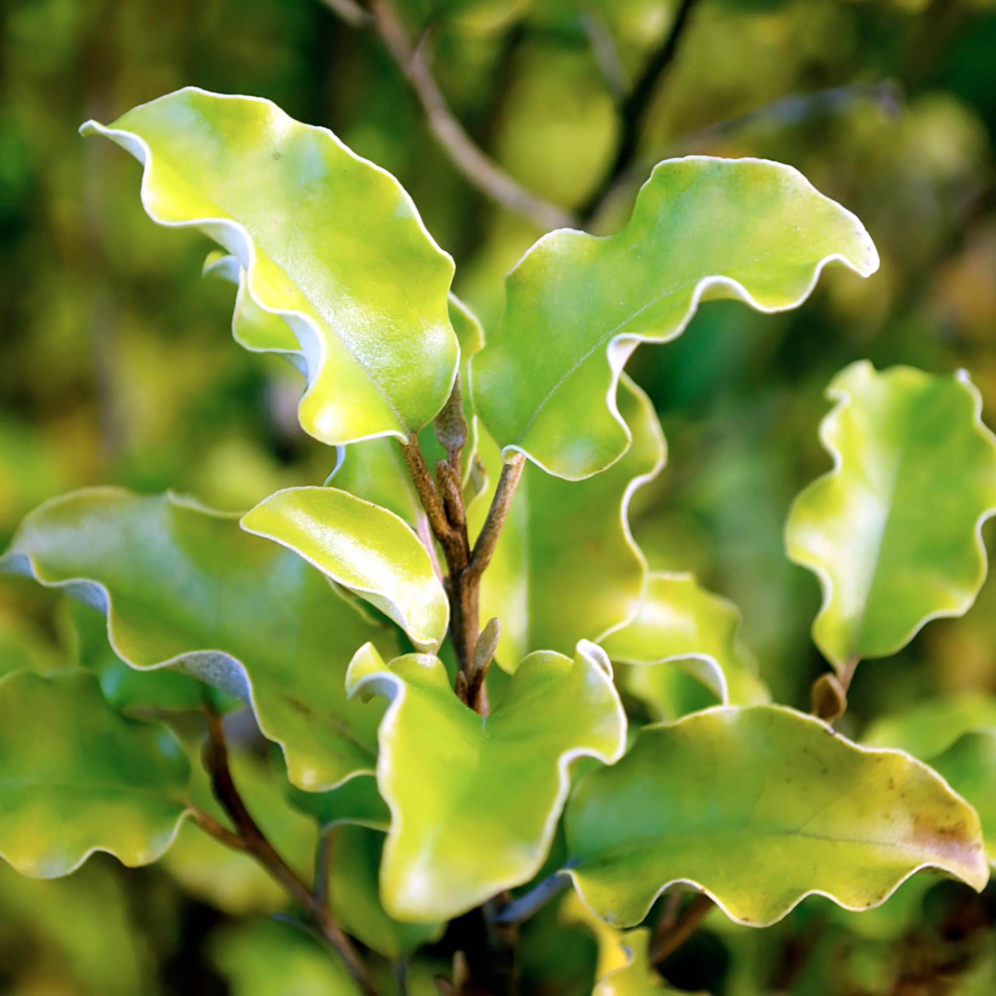 Pittosporum tenuifolium 'Pinnacle'