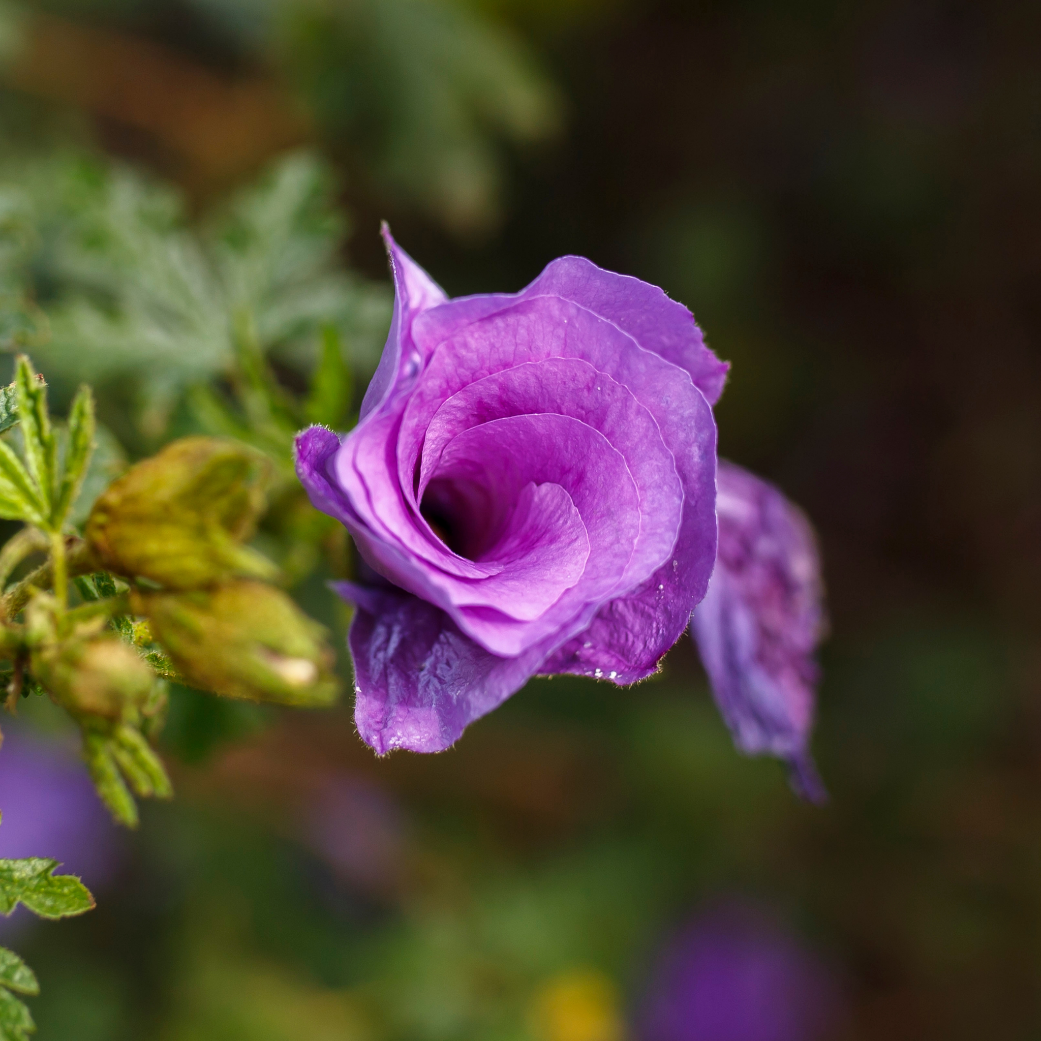 Native Hibiscus - Alyogyne huegelii 'East Coast Gem'