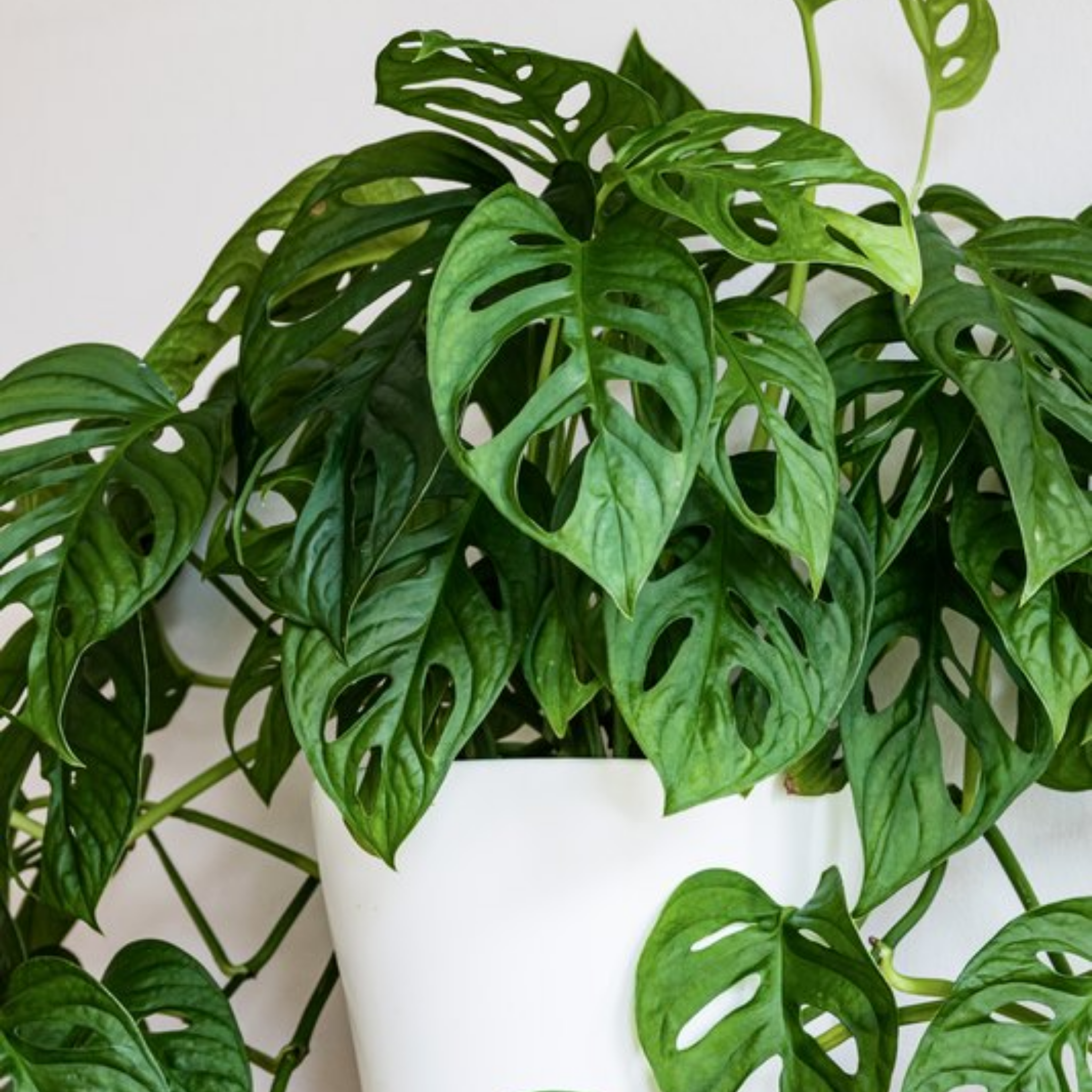 Swiss Cheese Vine - Monstera adansonii