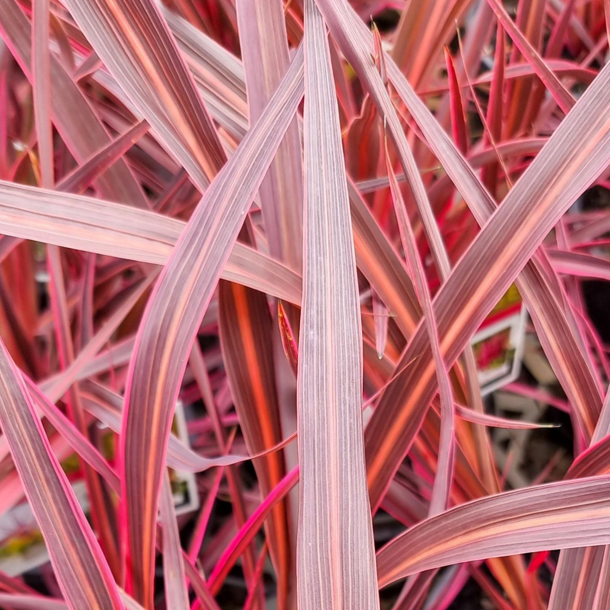 Electric Pink Cordyline - Cordyline banksii 'Electric Pink'