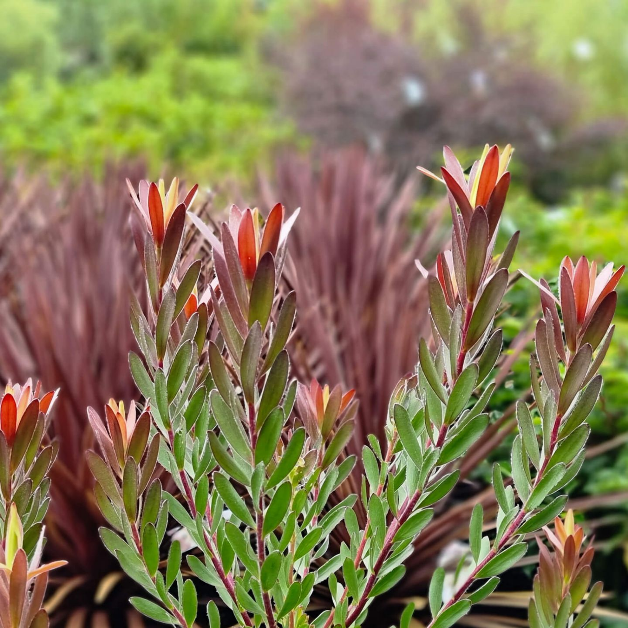 Safari Sunset Conebush - Leucadendron laureolum Safari Sunset