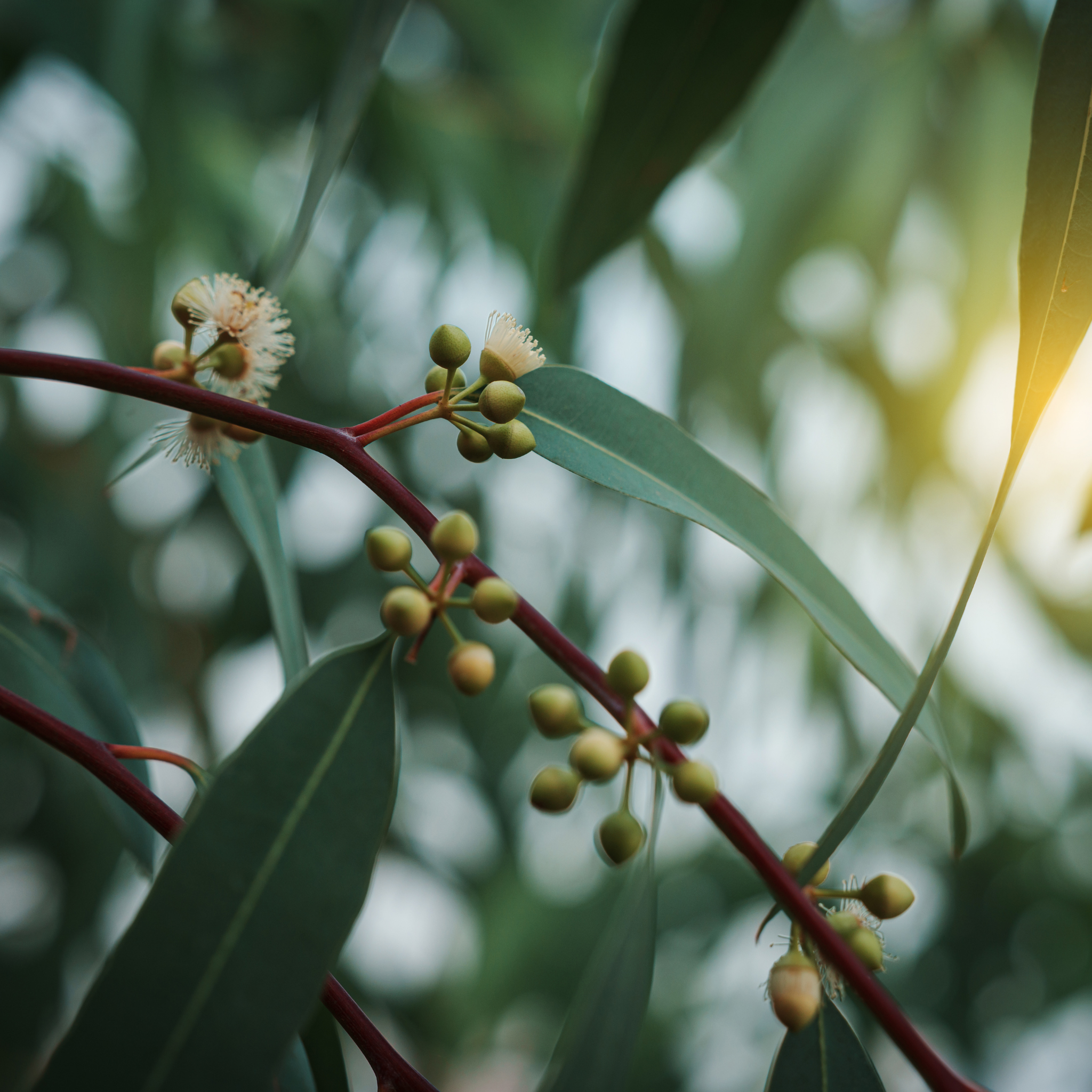 Yellow Gum - Eucalyptus leucoxylon