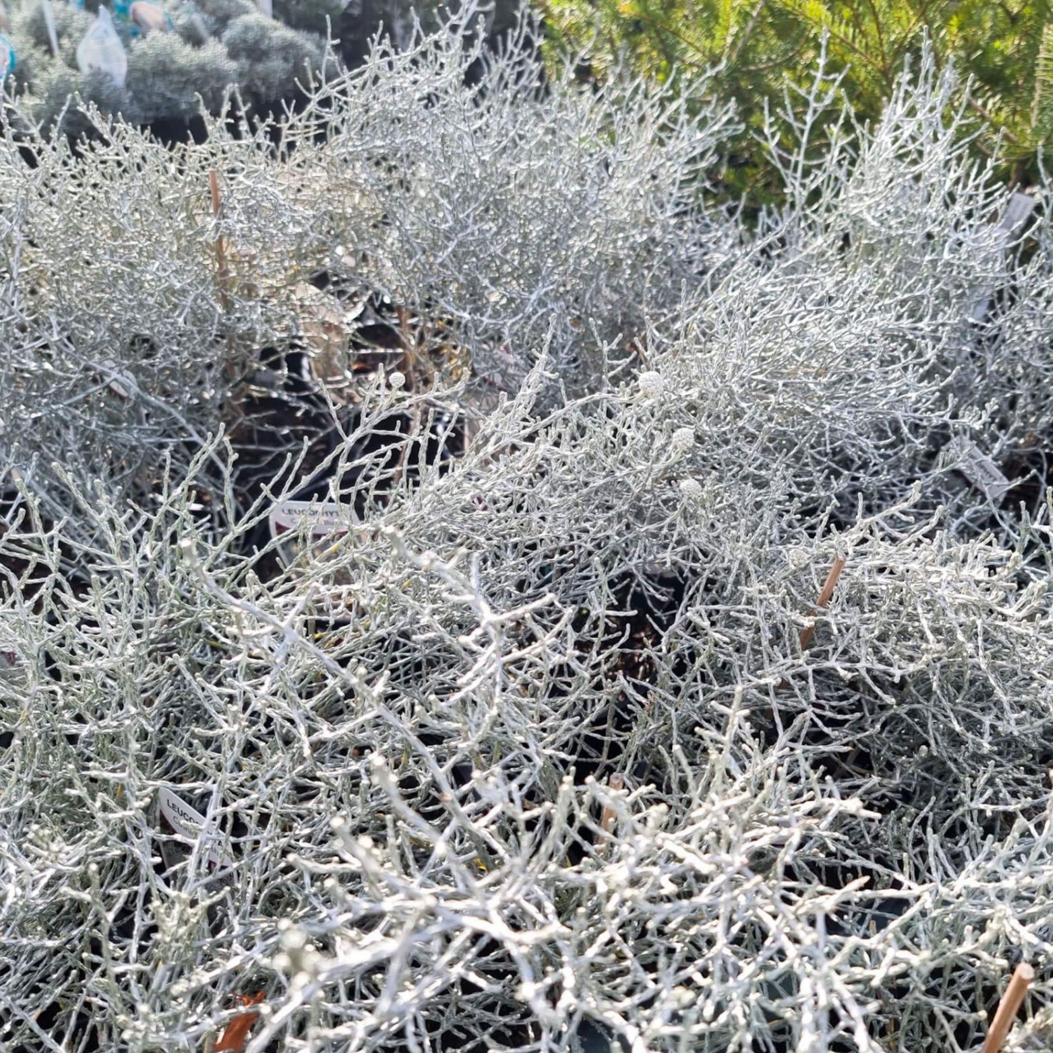 Cushion Bush - Leucophyta brownii