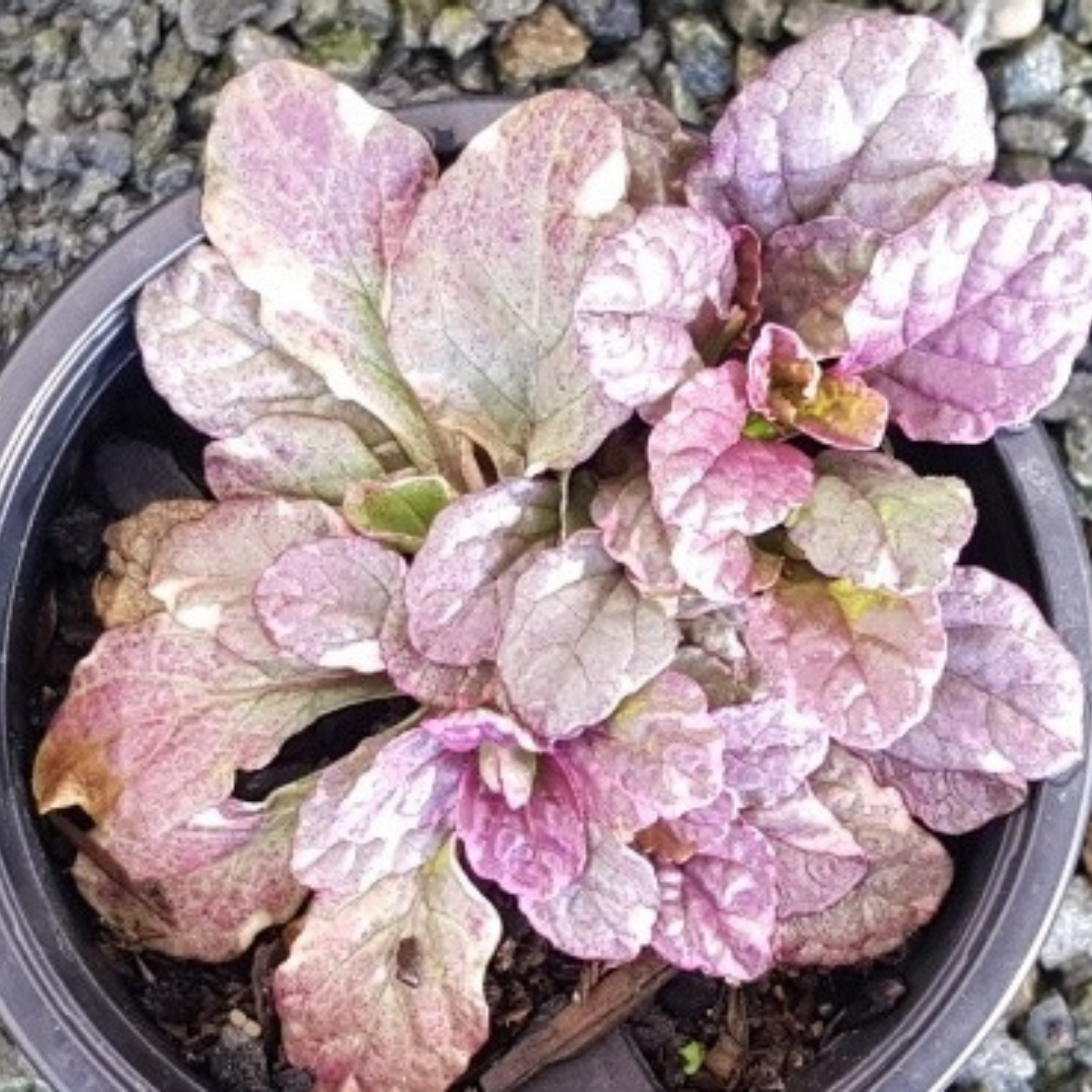 Ajuga Burgundy Glow - Ajuga reptans Burgundy Glow