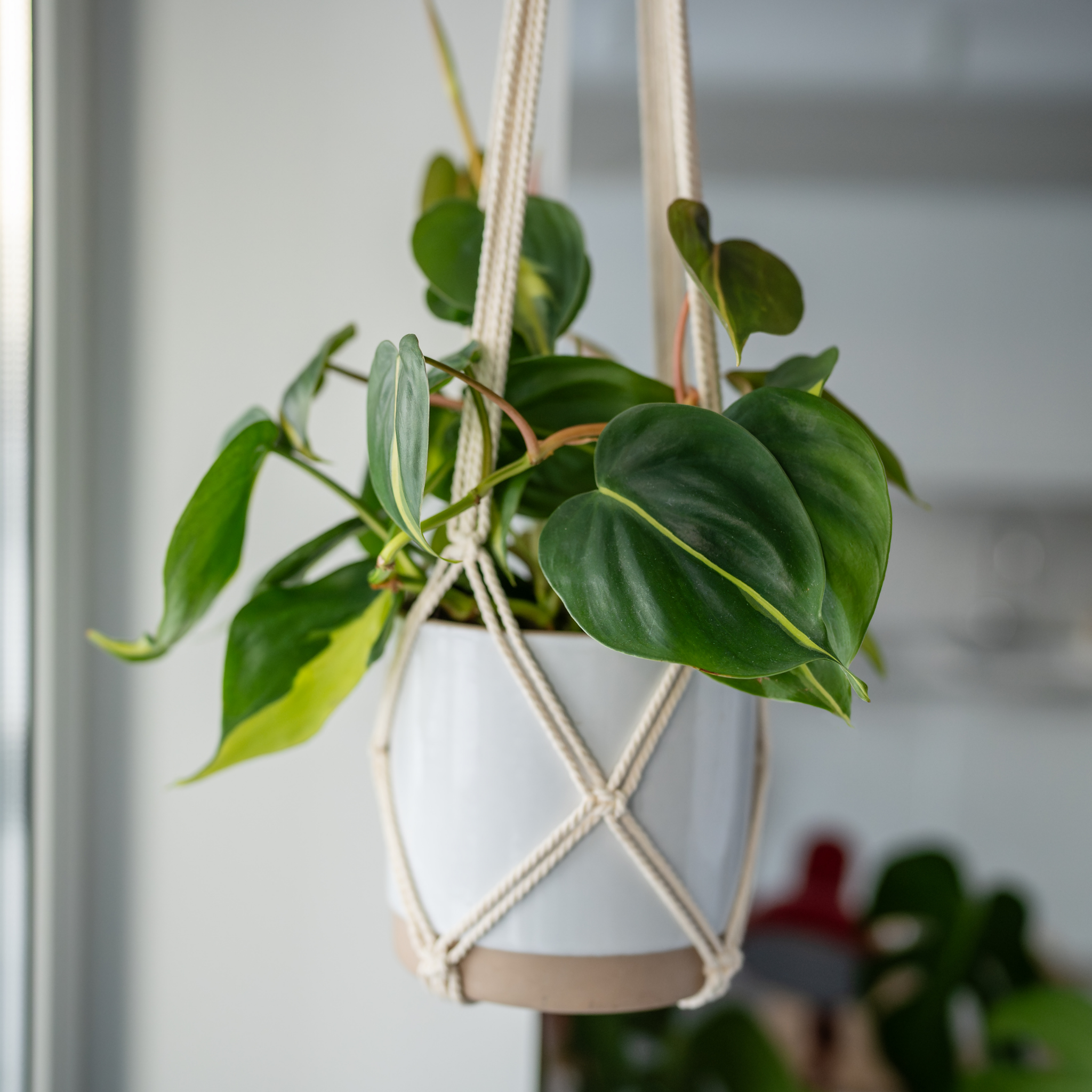 Heart Leaf Philodendron - Philodendron hederaceum Brasil