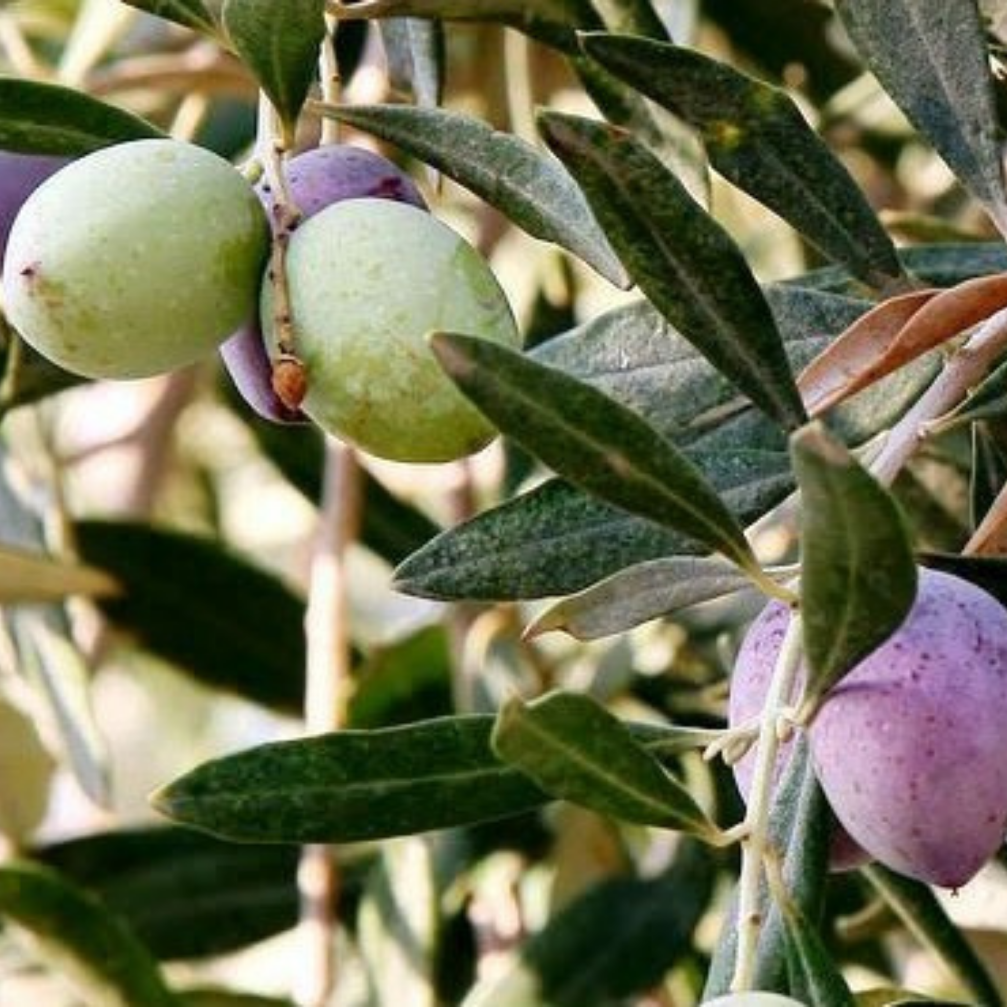 Common Olive Tree - Olea europaea
