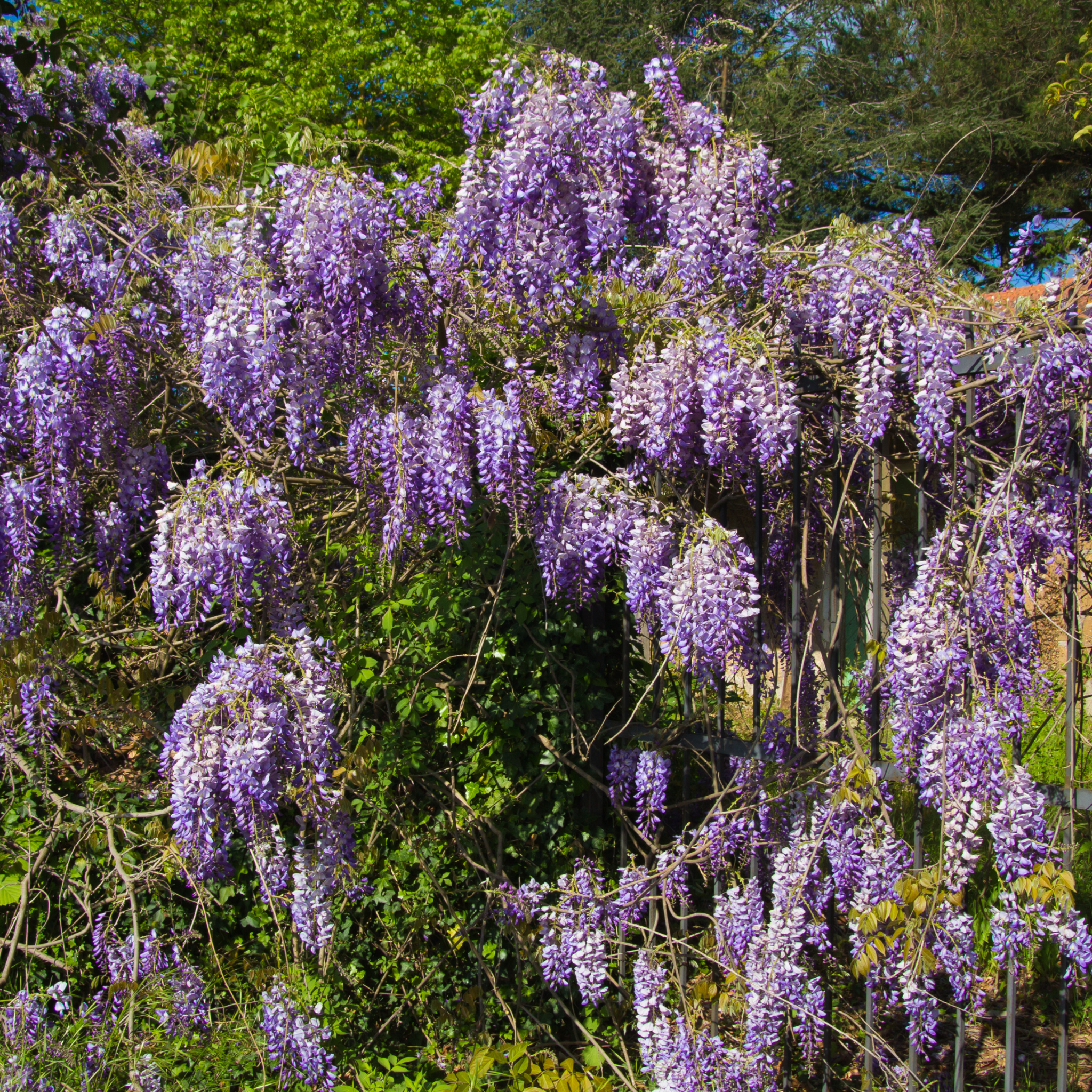 Japanese Wisteria - Wisteria floribunda