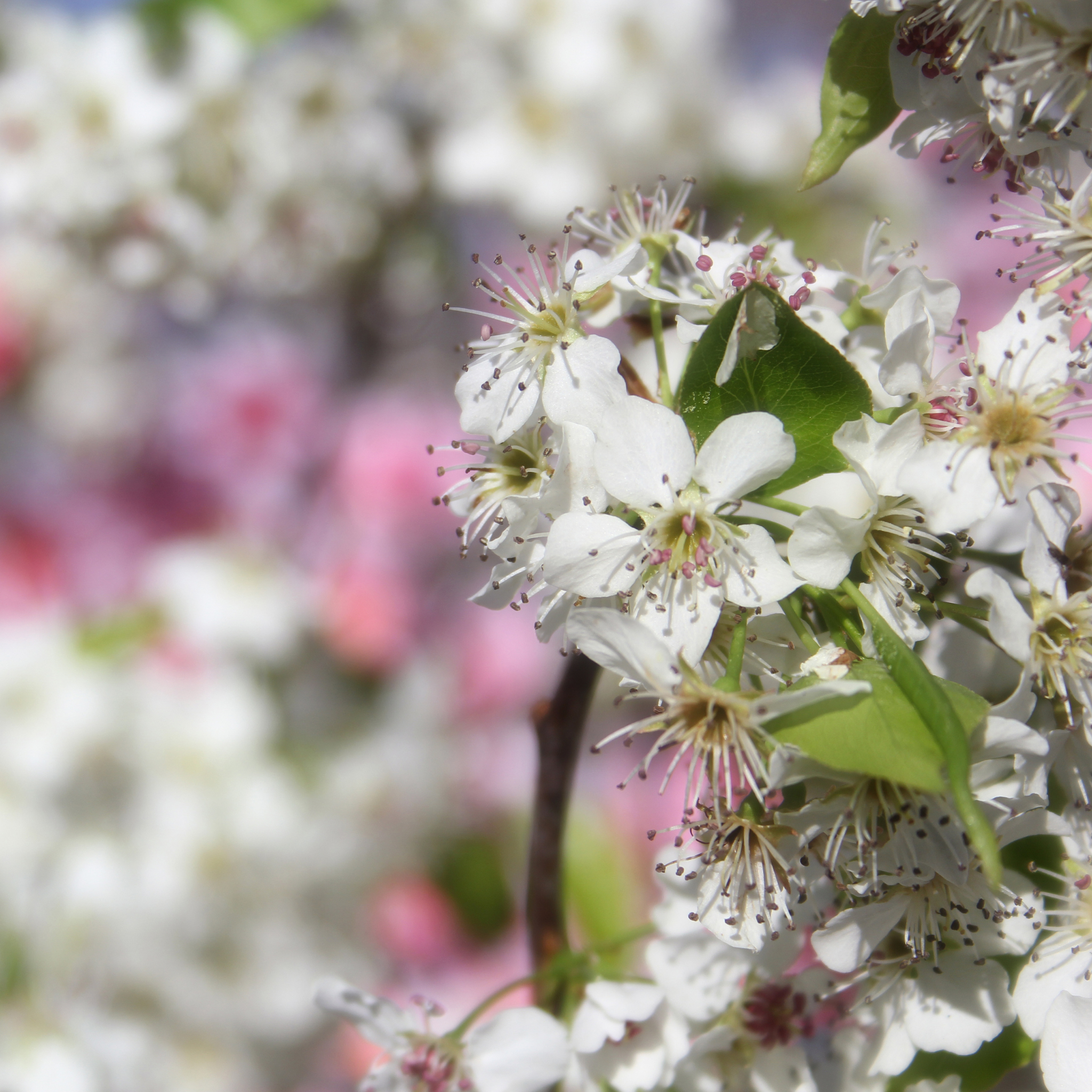 Ornamental Callery Pear Bradford - Pyrus calleryana Bradford