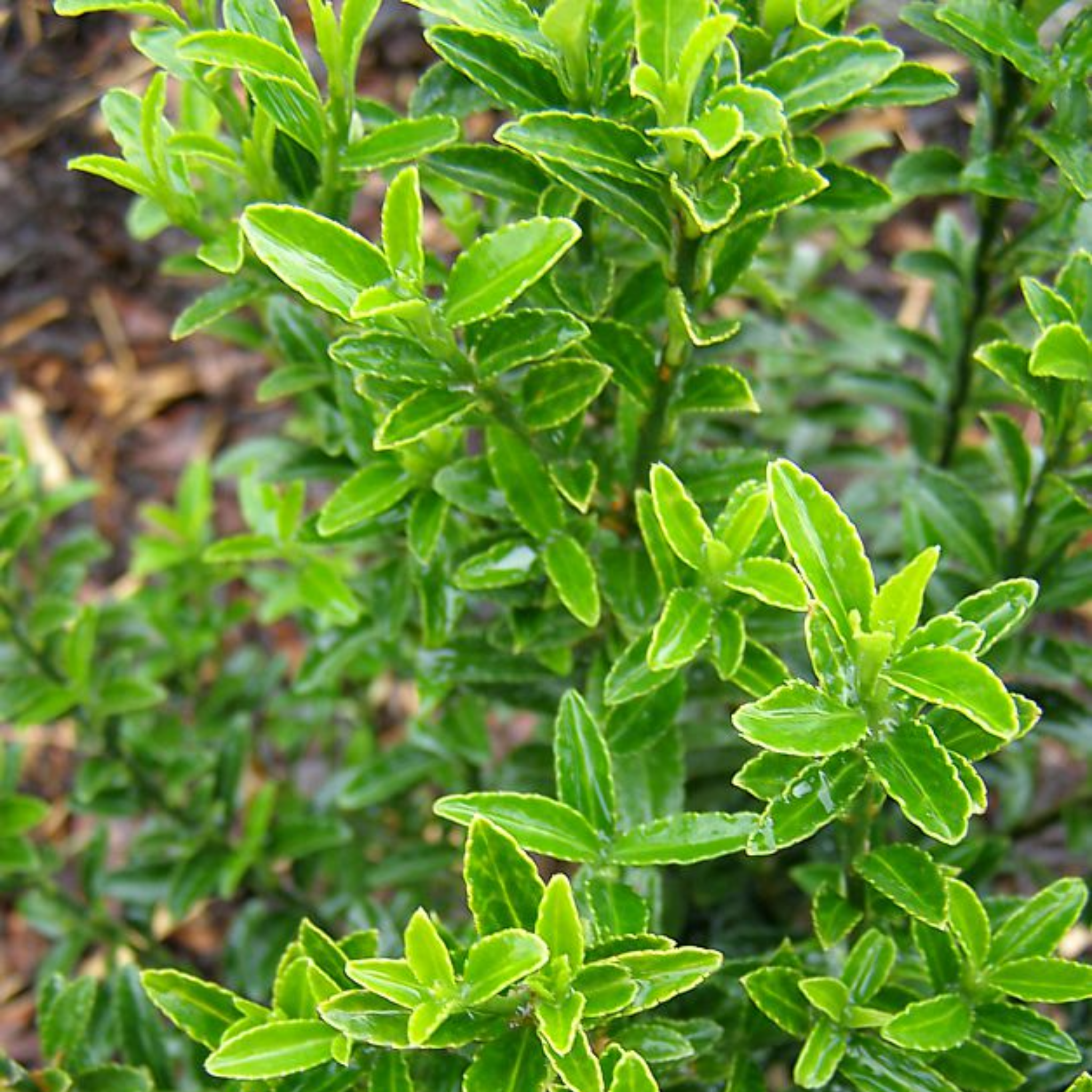 Dwarf Japanese Spindle Bush - Euonymus japonicus Microphyllus