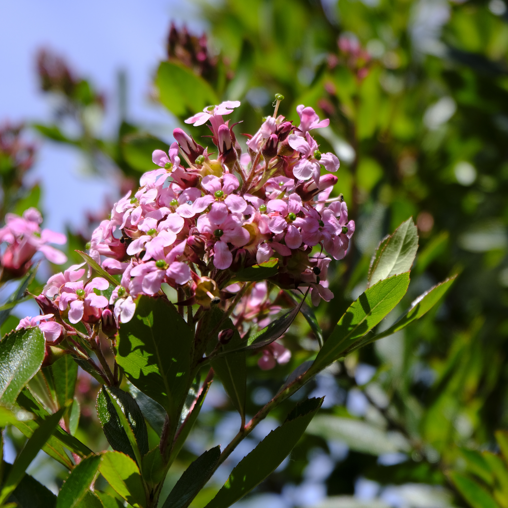 Escallonia laevis 'Pink Elle' PBR