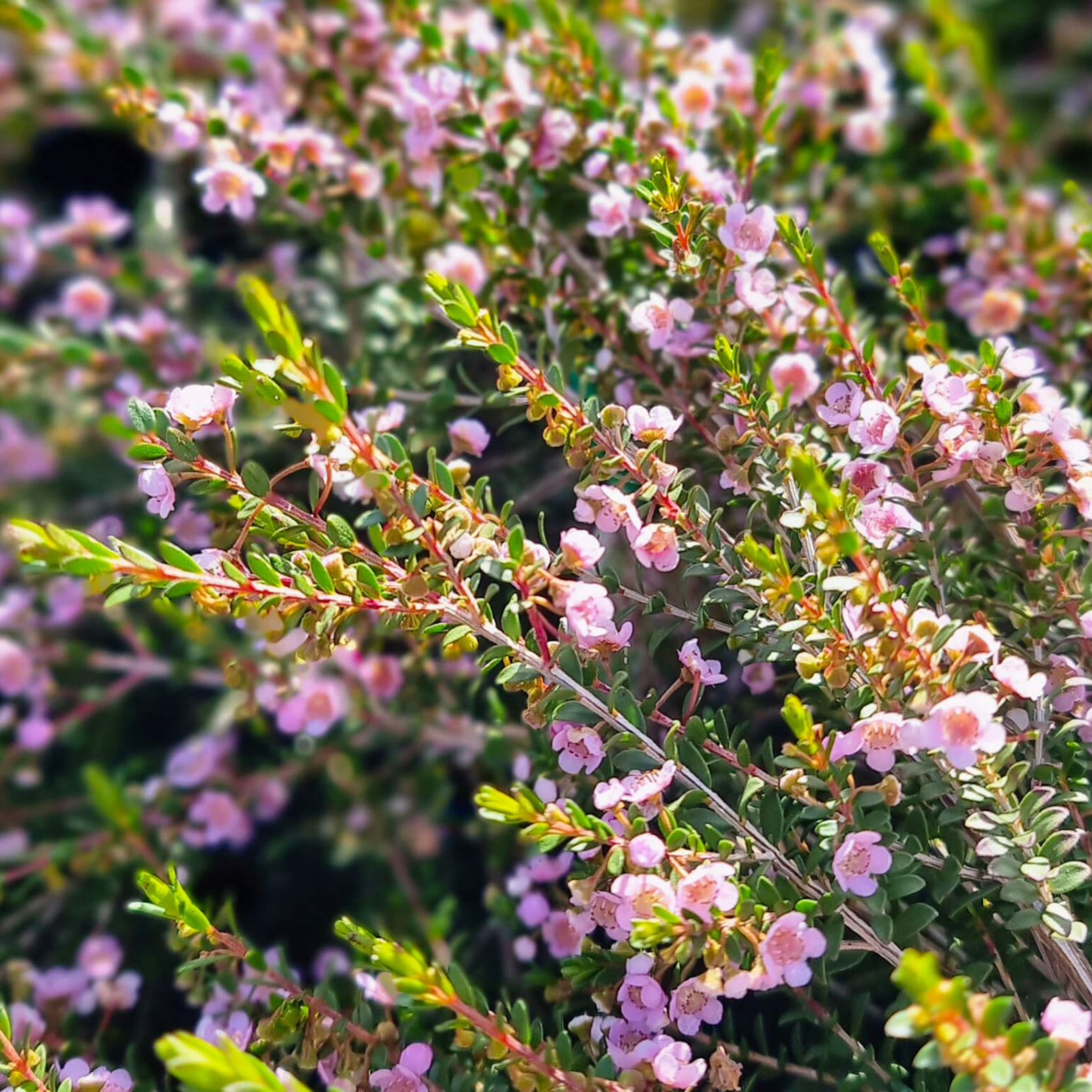 Rock Thryptomene - Thryptomene saxicola F C Payne