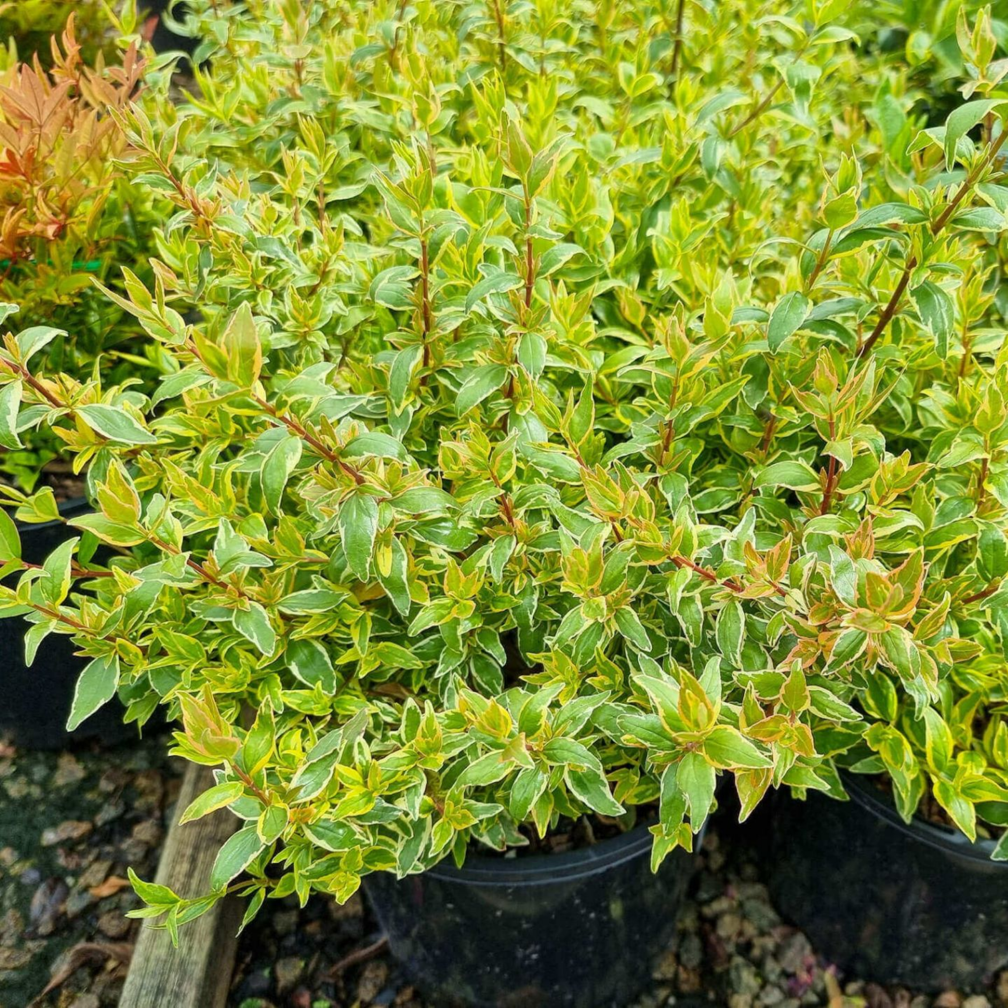 Glossy Abelia Lime Splice - Abelia grandiflora 'Lime Splice'