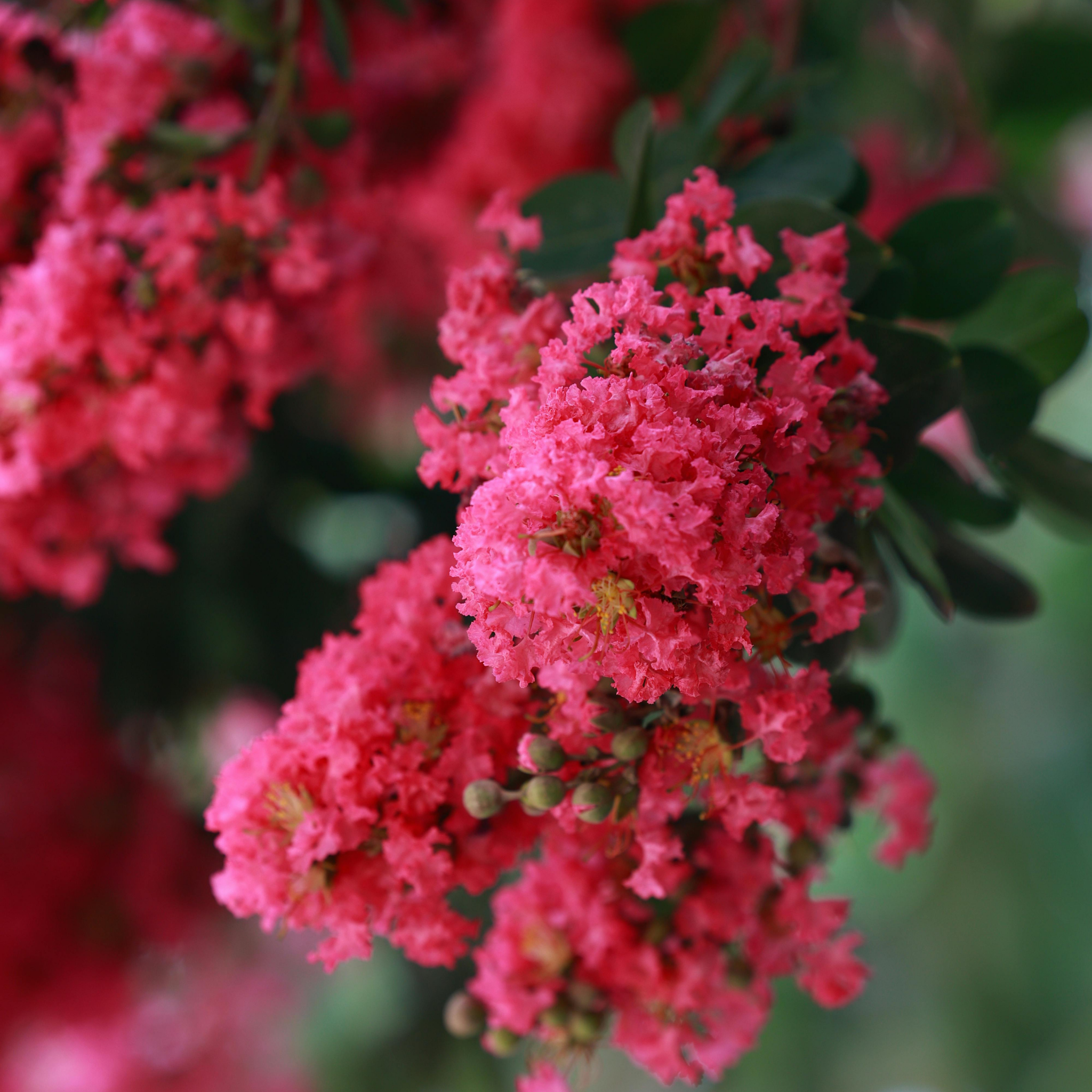 Hot Pink Crepe Myrtle - Lagerstroemia indica fauriei Sioux
