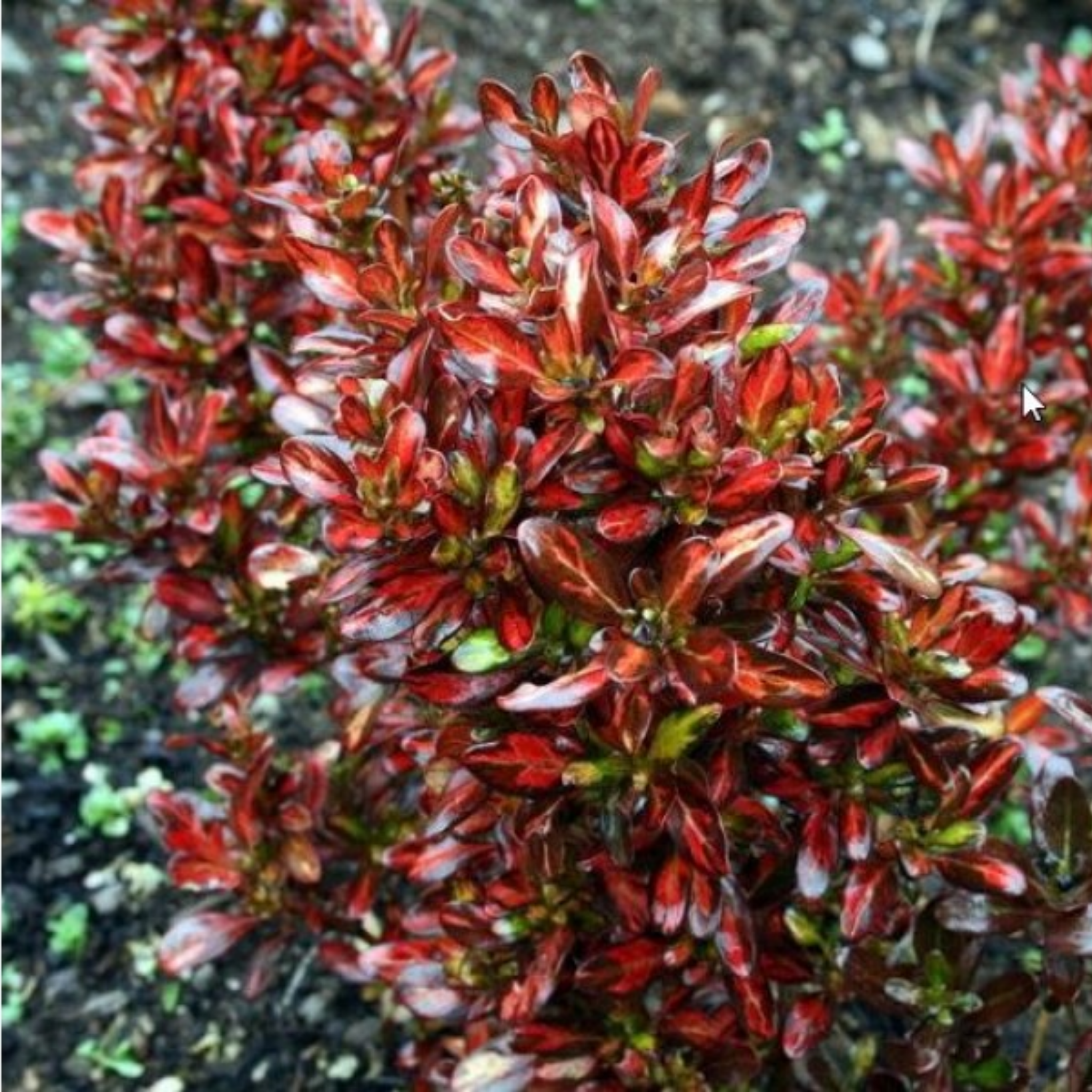 Mirror Bush Evening Glow - Coprosma repens 'Evening Glow'