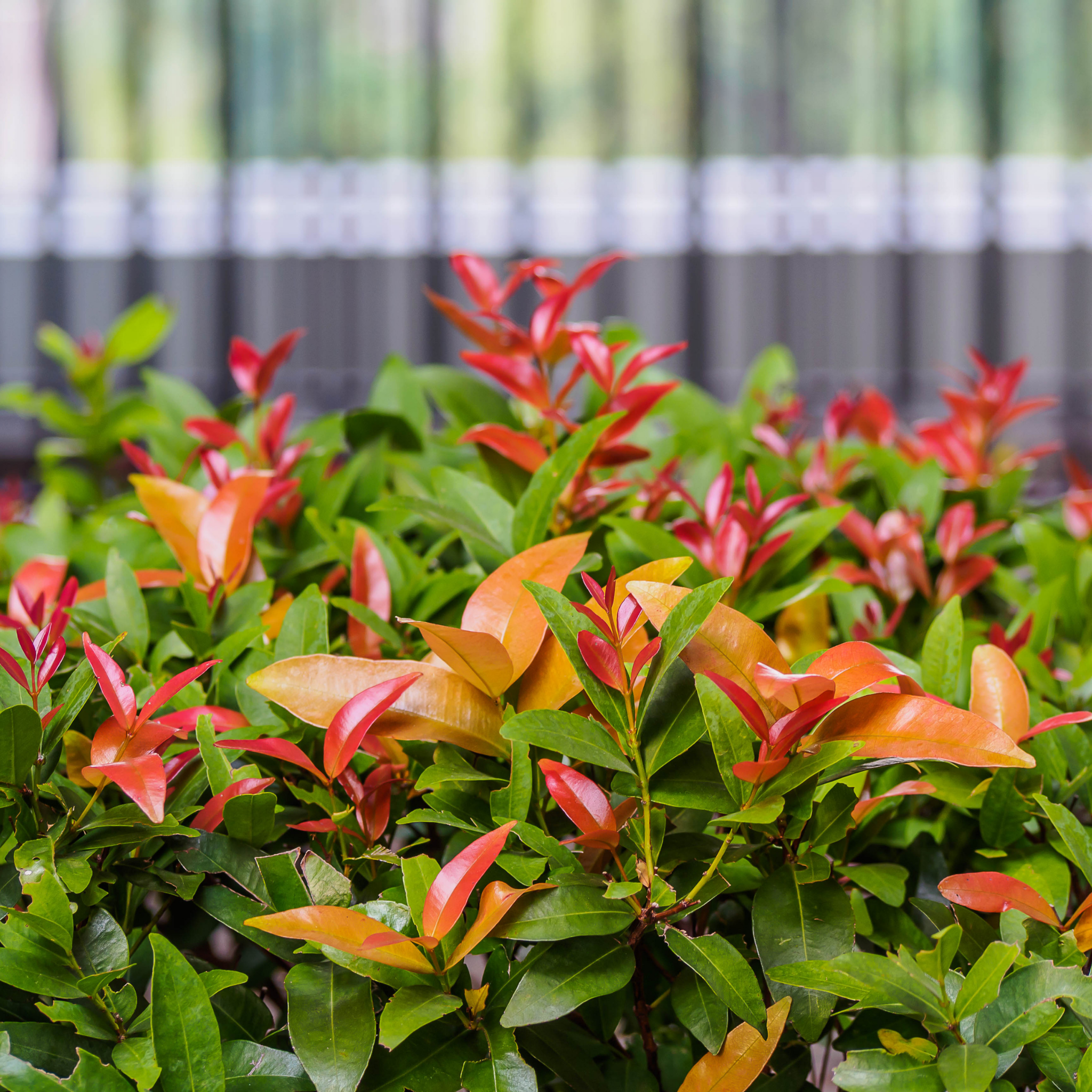 Lilly Pilly Big Red - Syzygium australe Big Red PBR