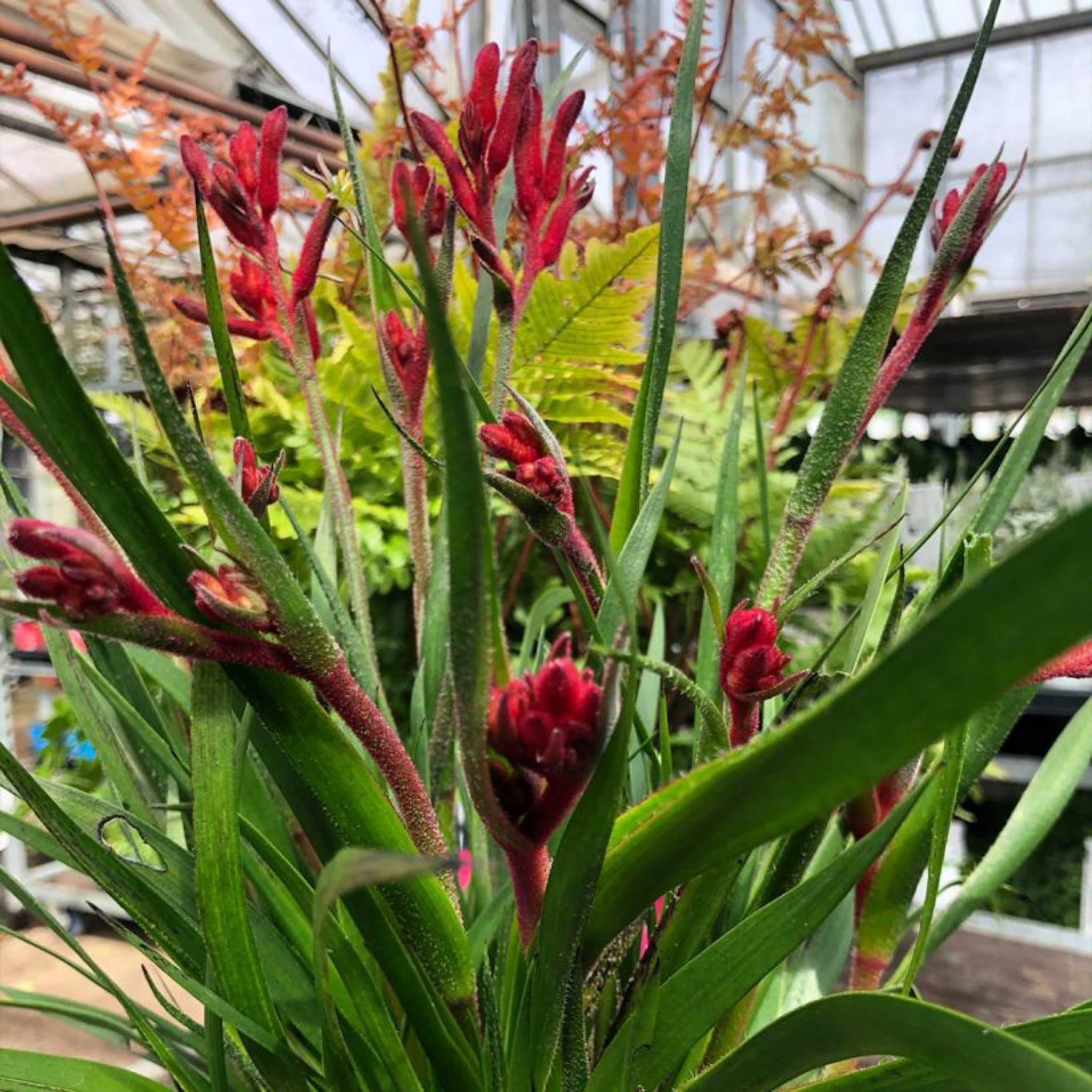 Bush Gems Kangaroo Paw 'Bush Inferno' - Anigozanthos hybrida