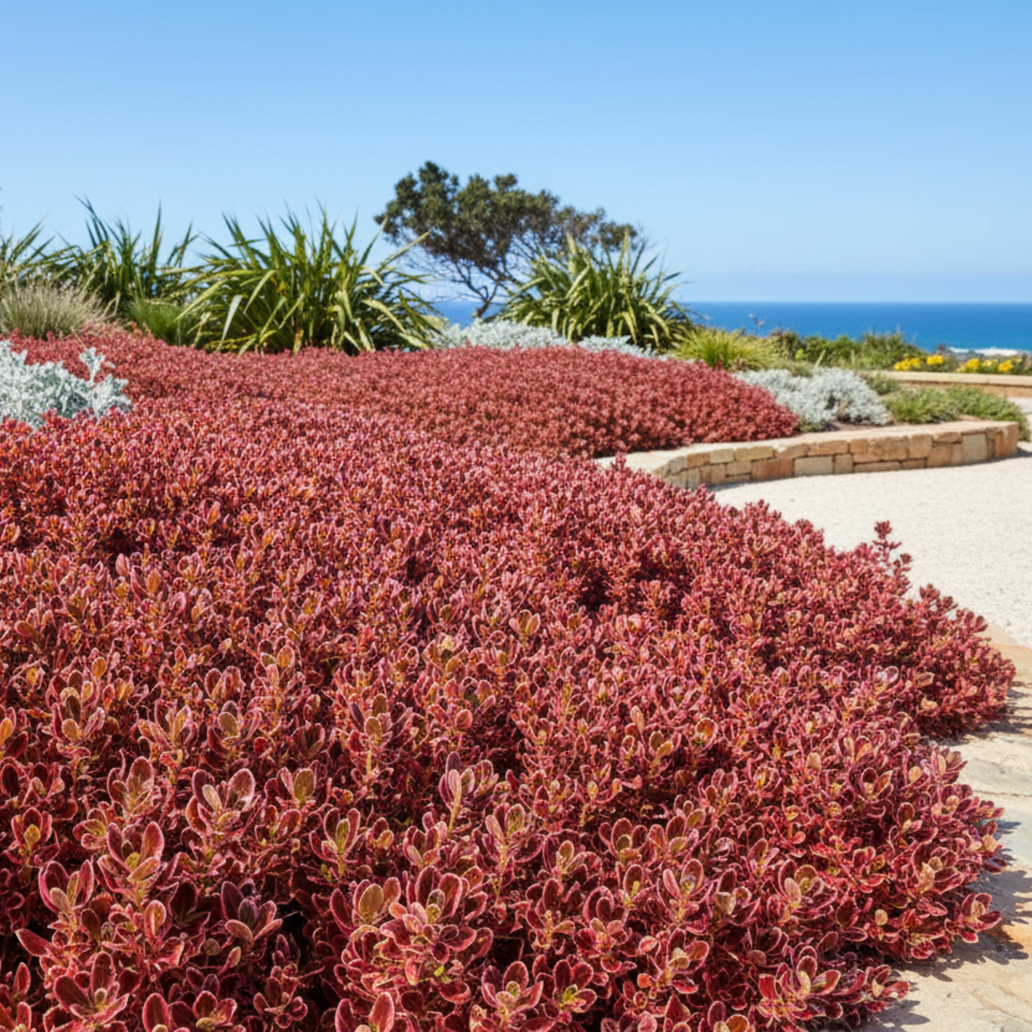Mirror Bush Pacific Sunrise - Coprosma repens 'Pacific Sunrise'