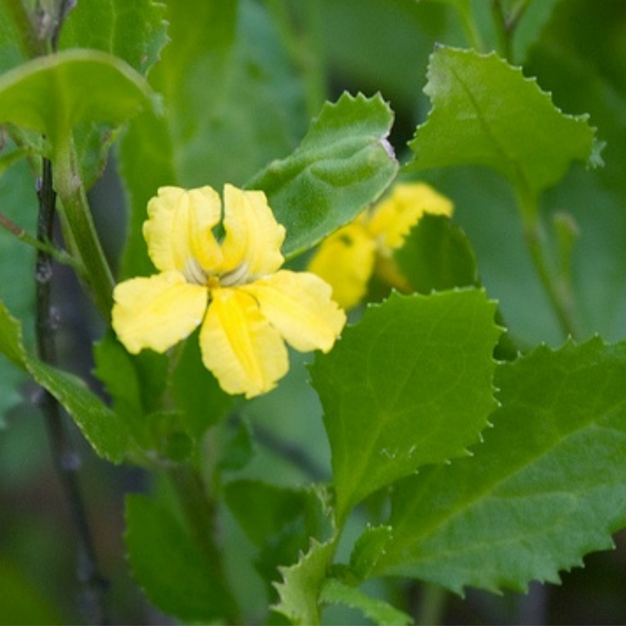 Hop Goodenia - Goodenia ovata