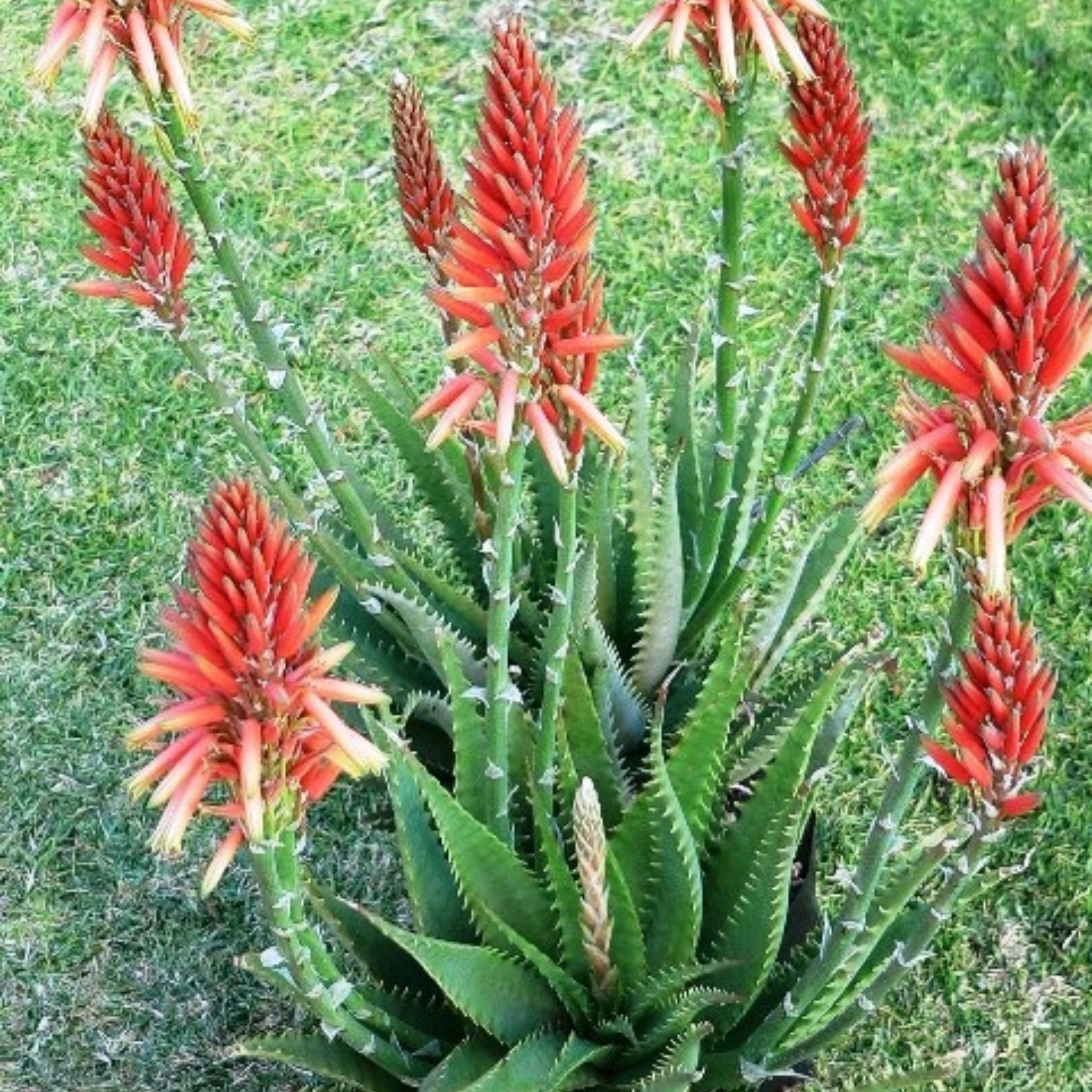 Aloe hybrida Gemini PBR