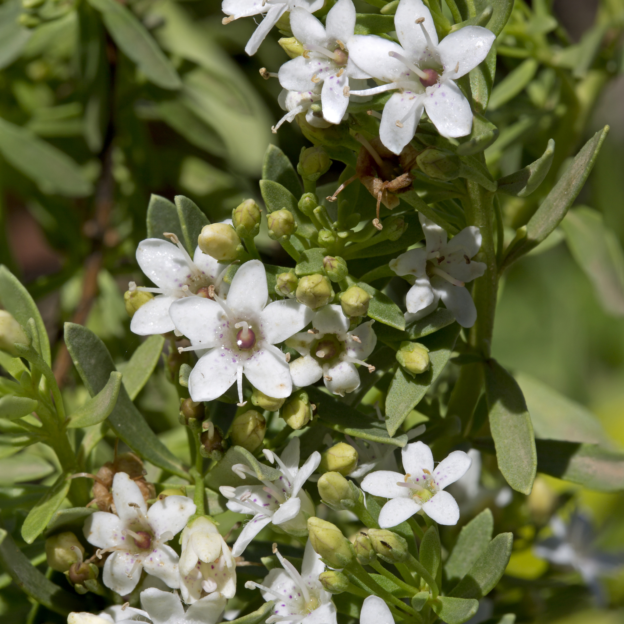 Creeping Boobialla -  Myoporum parvifolium
