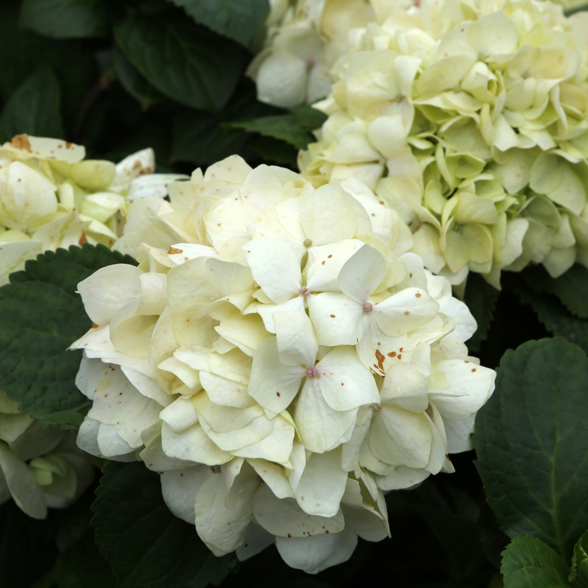 Hydrangea White - Hydrangea macrophylla White