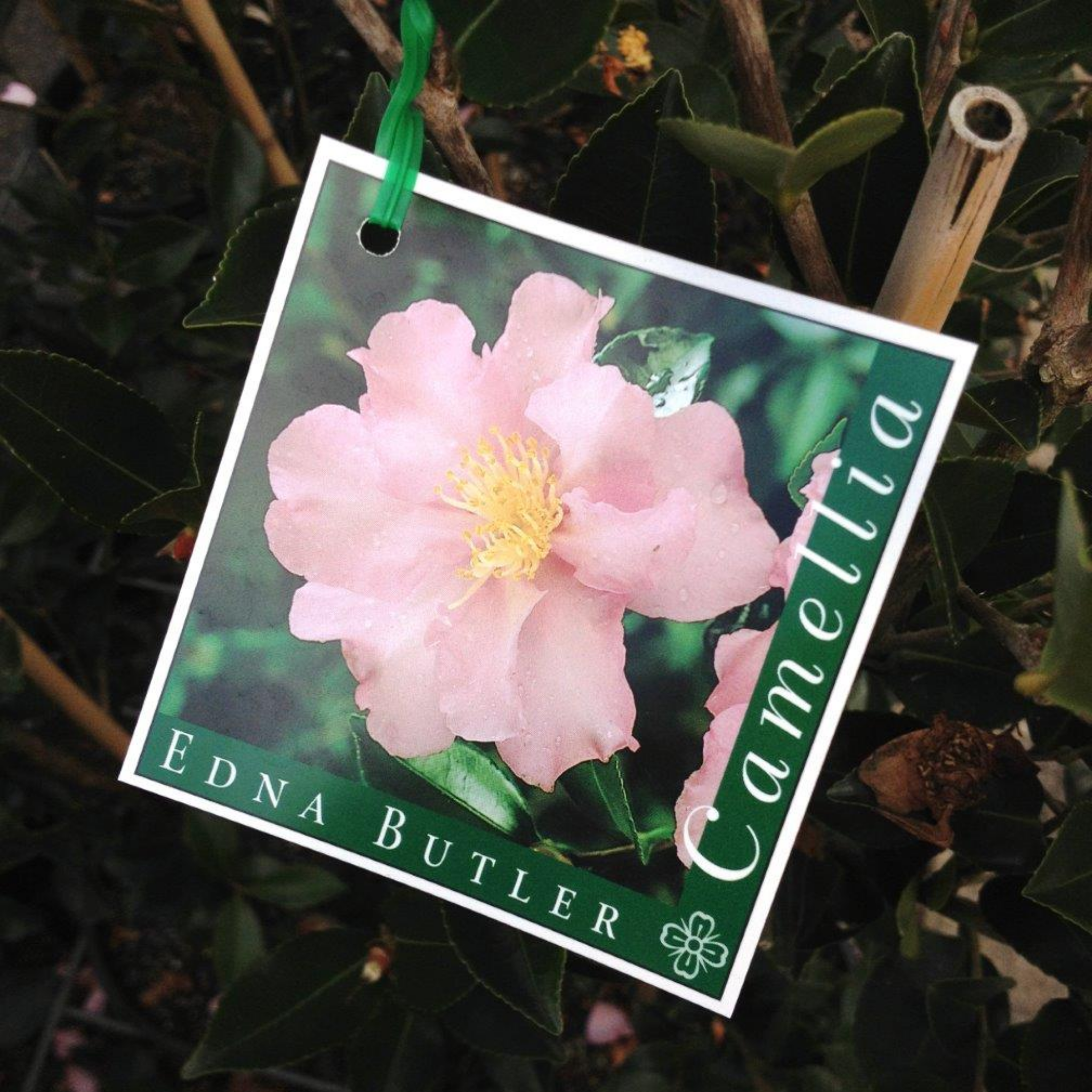 Sasanqua Camellia Edna Butler - Camellia sasanqua 'Edna Butler'