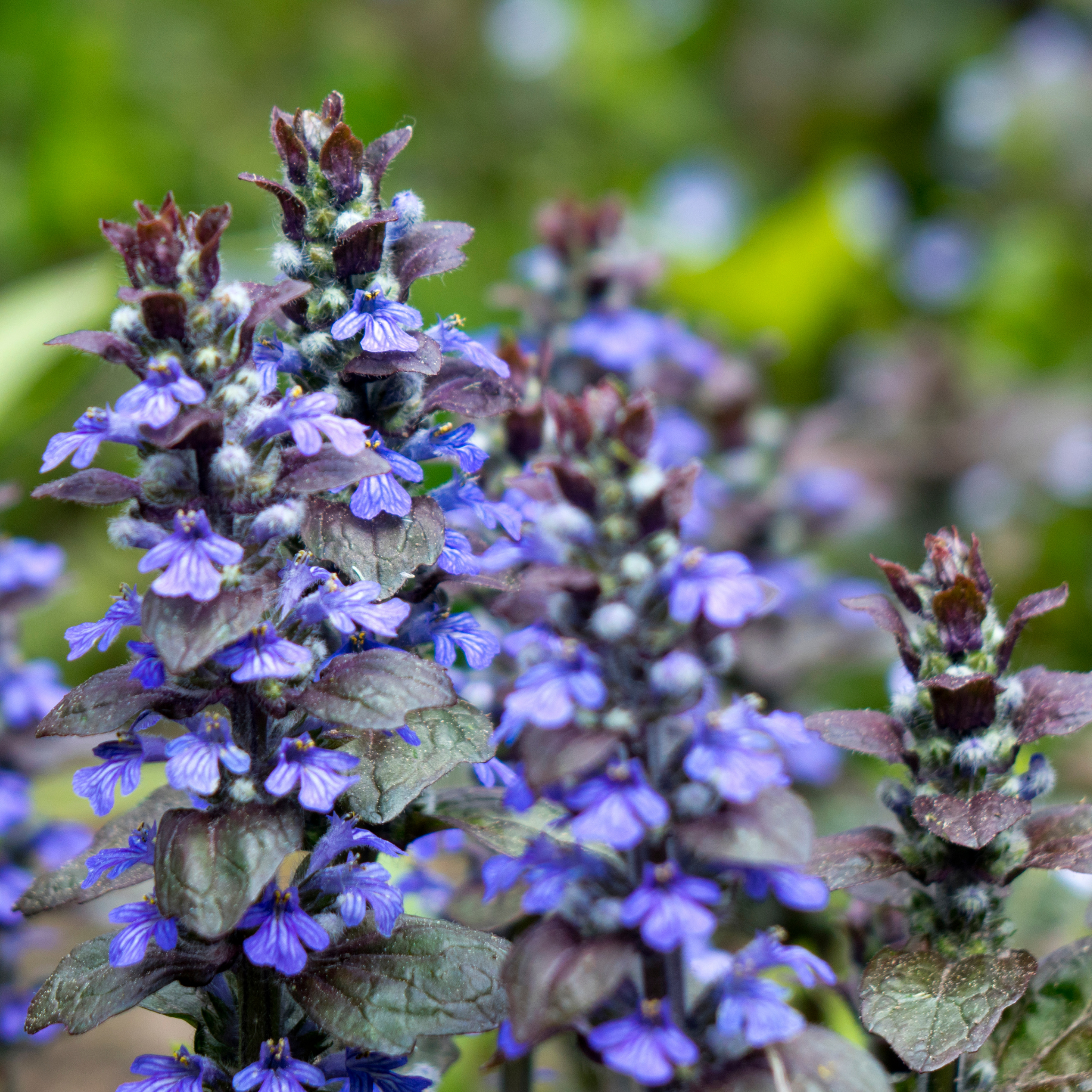 Hardy Blue Bugle (Bugleweed) - Ajuga reptans Tuff And Tidy