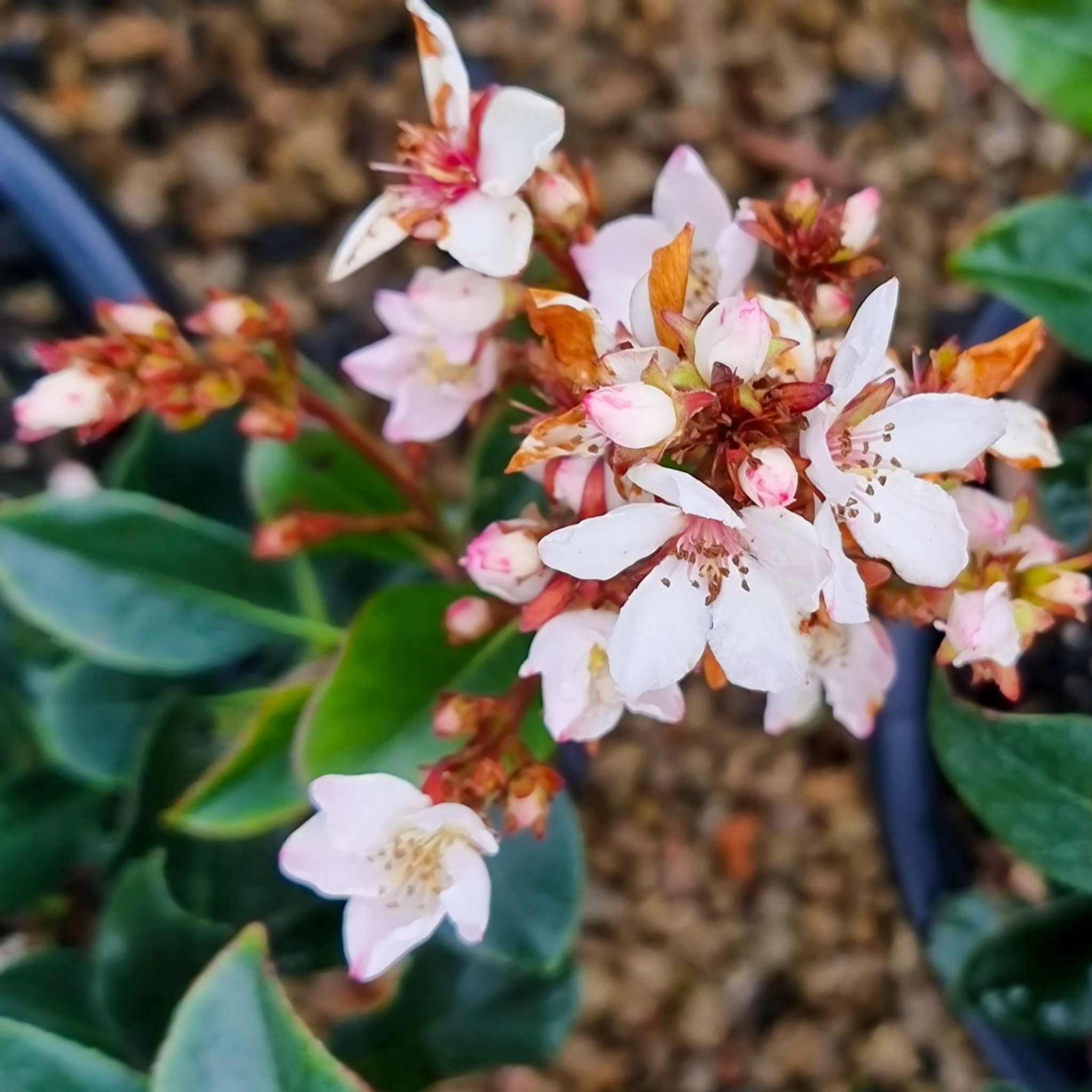 Indian hawthorn Hot Tips - Rhaphiolepis rosiflora Hot Tips