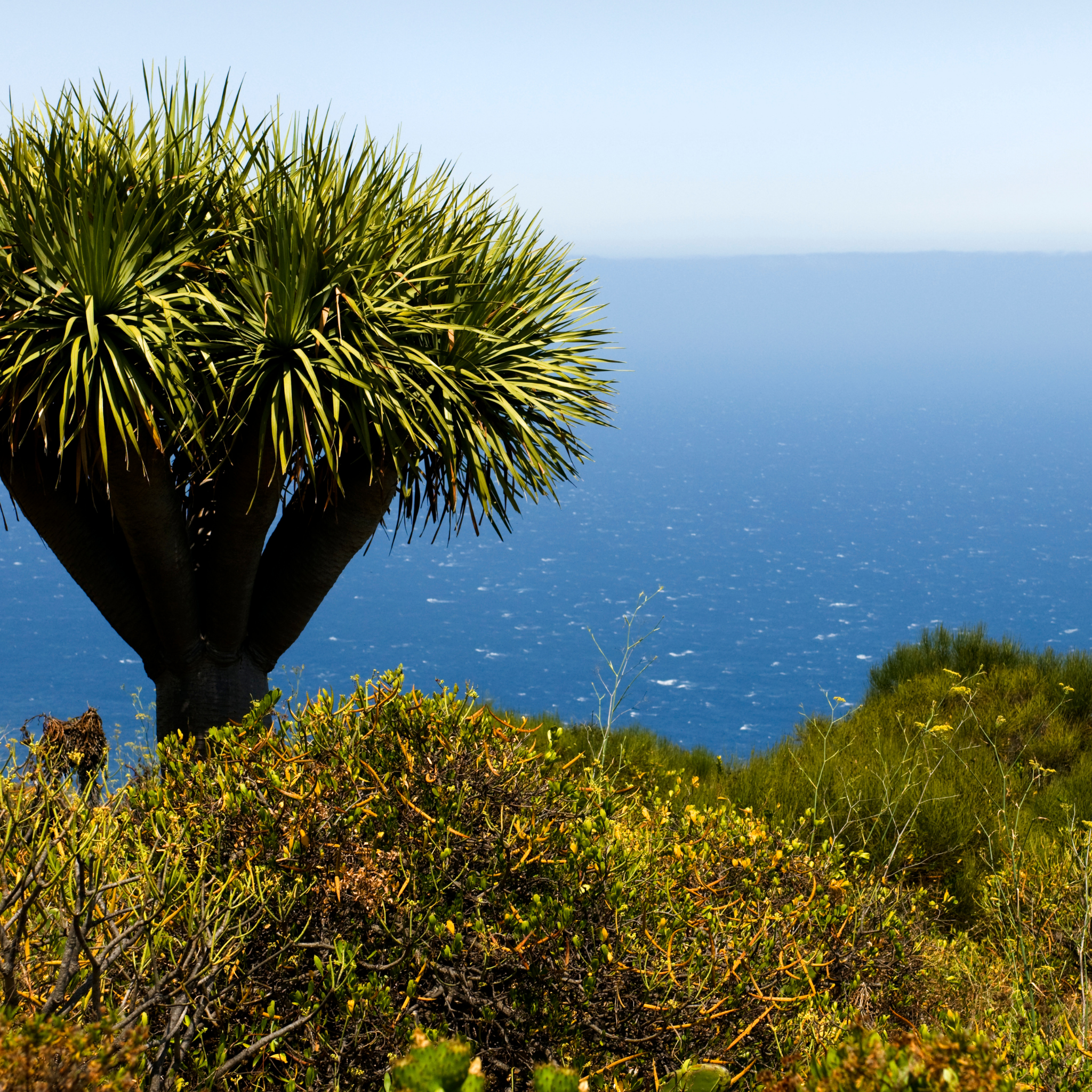 Canary Islands Dragon Tree - Dracaena draco